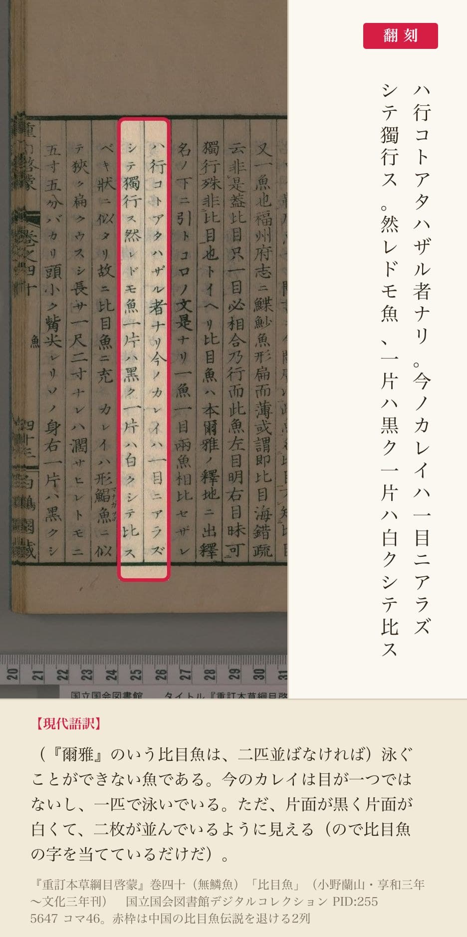 『重訂本草綱目啓蒙』巻四十「比目魚」の、中国の比目魚伝説を退ける2列と翻刻