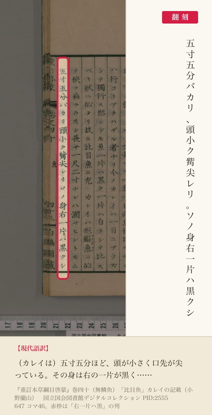 『重訂本草綱目啓蒙』巻四十「比目魚」カレイの記載、「右一片ハ黒」の列と翻刻