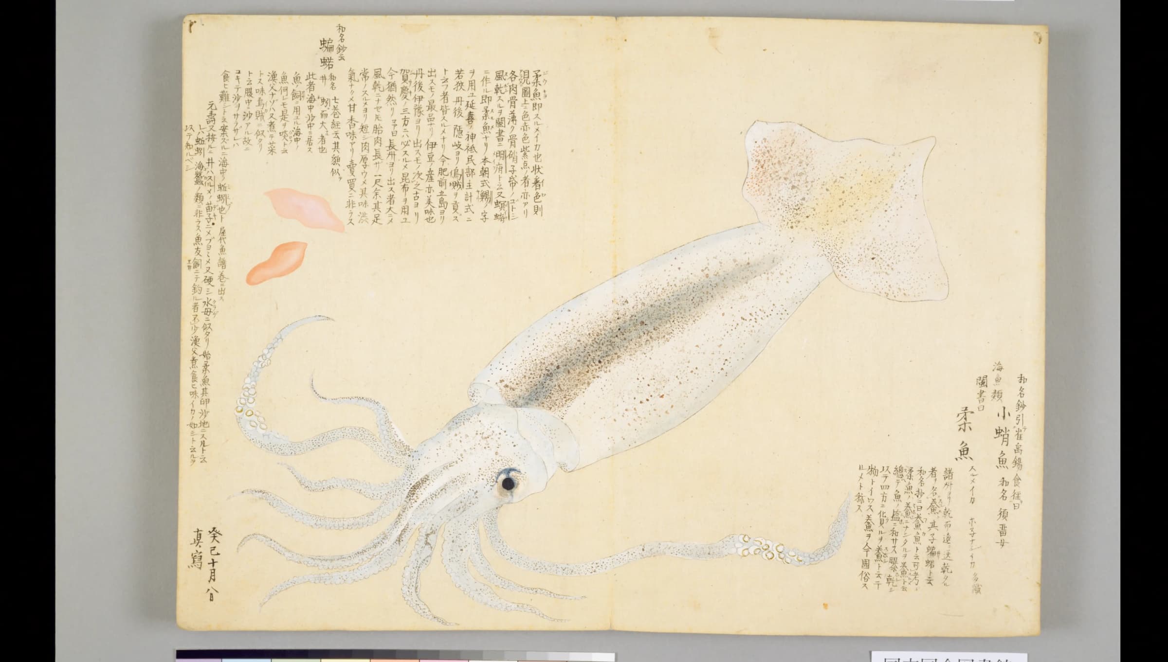 『梅園魚品図正』1帖コマ34に描かれた柔魚(スルメイカ)