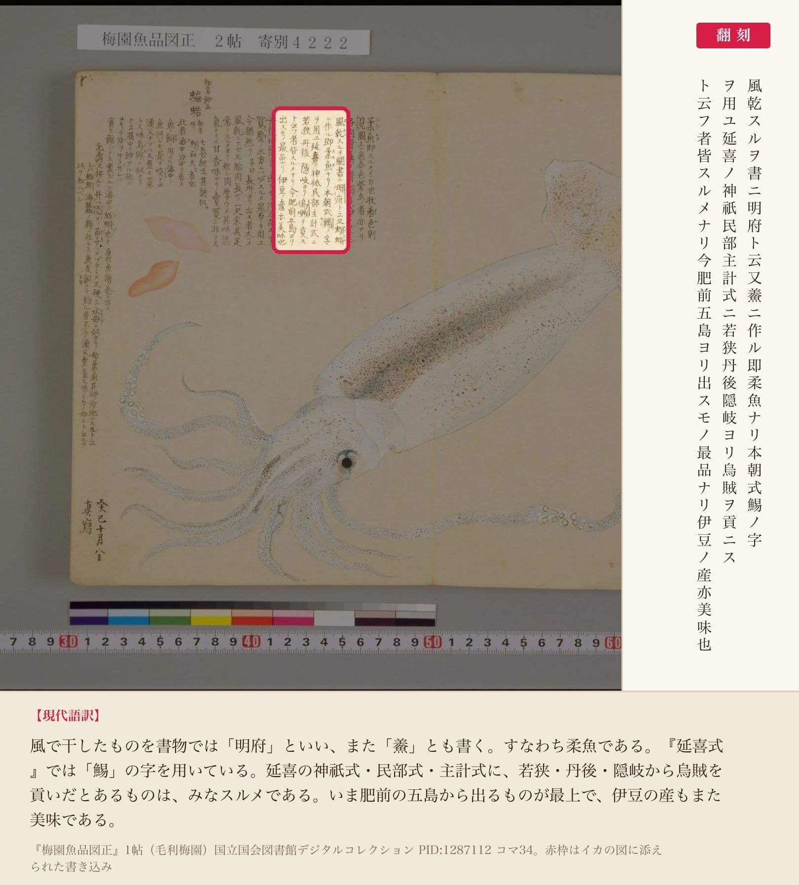 『梅園魚品図正』1帖コマ34、スルメと延喜式について記した書き込みと翻刻