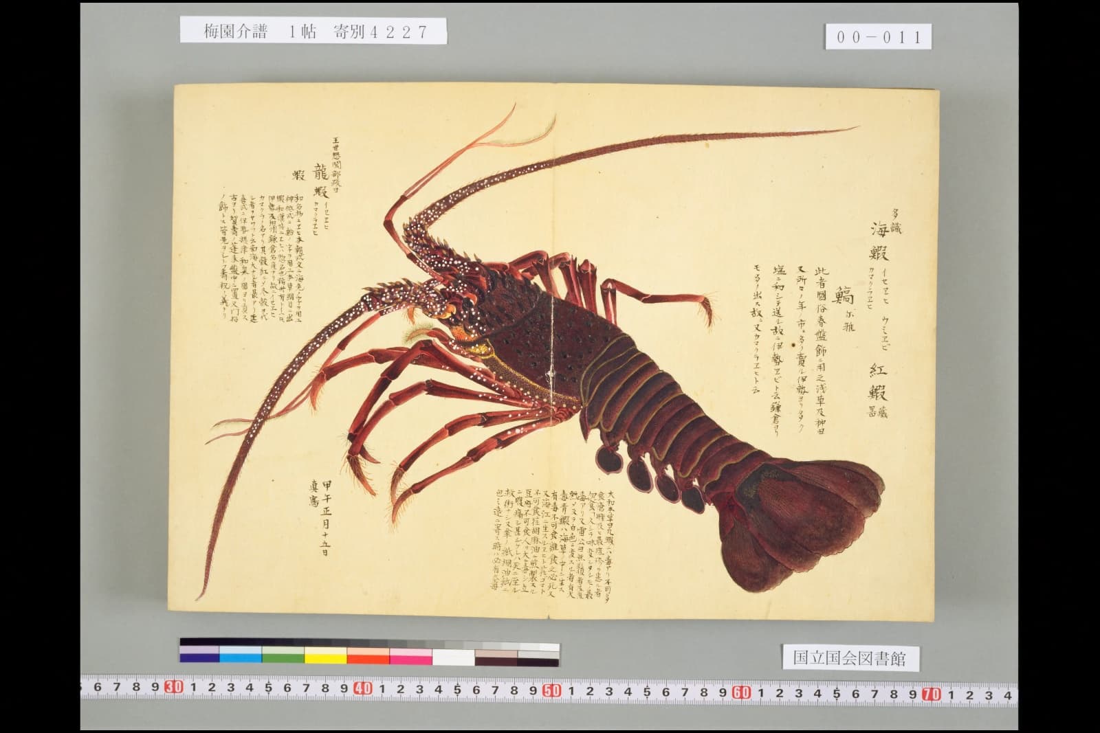 『梅園介譜』1帖のイセエビの彩色図。見開き一面に実物大に近い大きさで描かれている