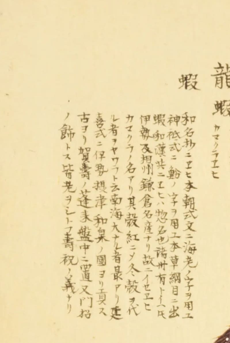 『梅園介譜』イセエビ図の左側の書き入れ。「和名抄ニヱヒ、本朝式文ニ海老ノ字ヲ用ユ」から始まる考証