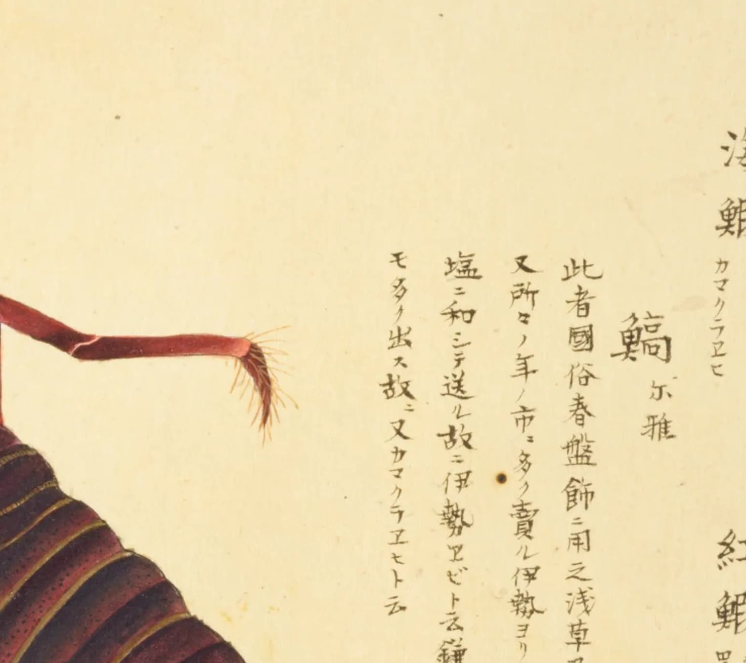 『梅園介譜』イセエビ図の書き入れ。「此者國俗春盤飾ニ用之、浅草及神田、又所々ノ年ノ市ニ多ク賣ル」から始まる4行