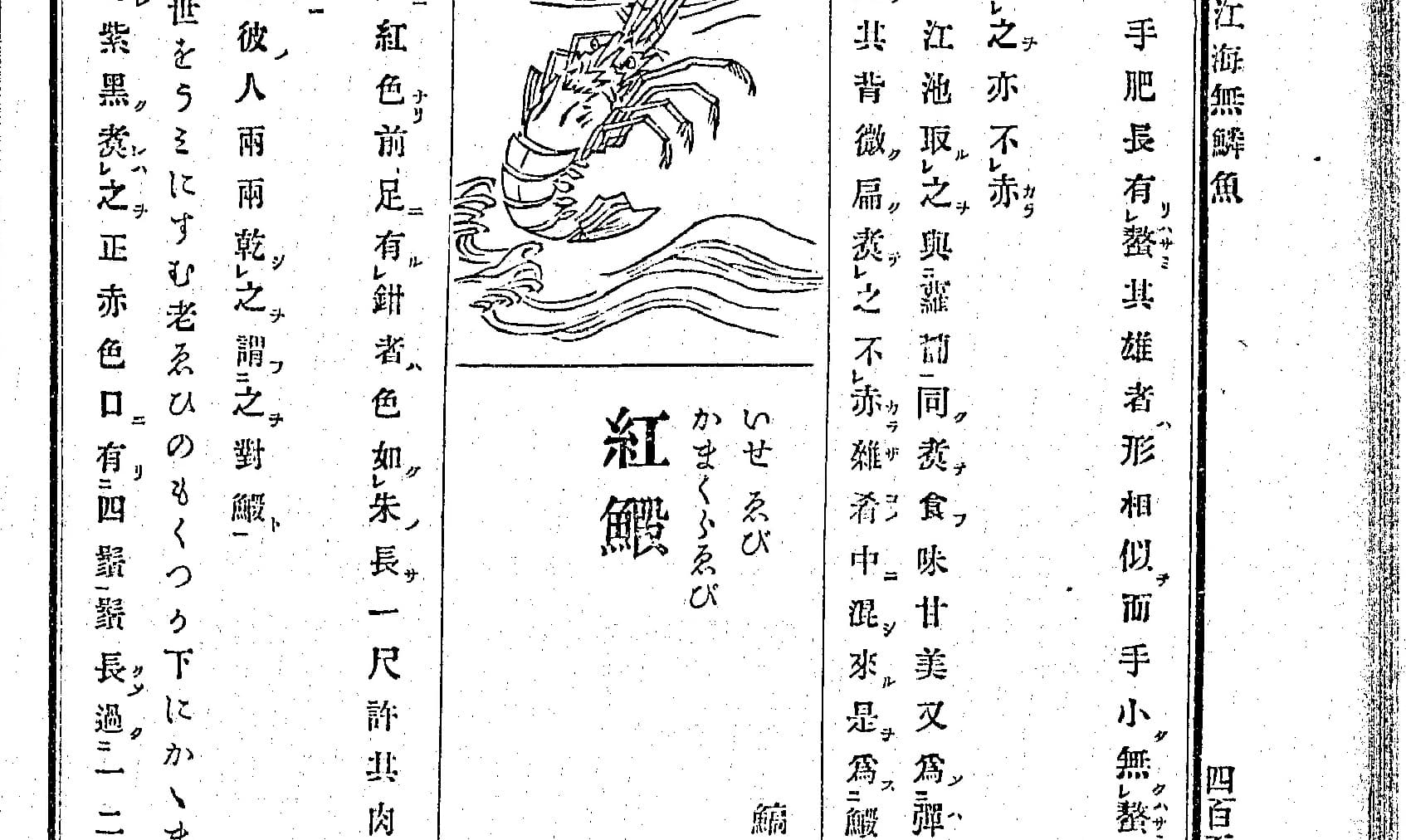 『和漢三才図会』江海無鱗魚の「紅鰕」の項。見出しの下に仮名で「いせゑび」「かまくらゑび」が並ぶ