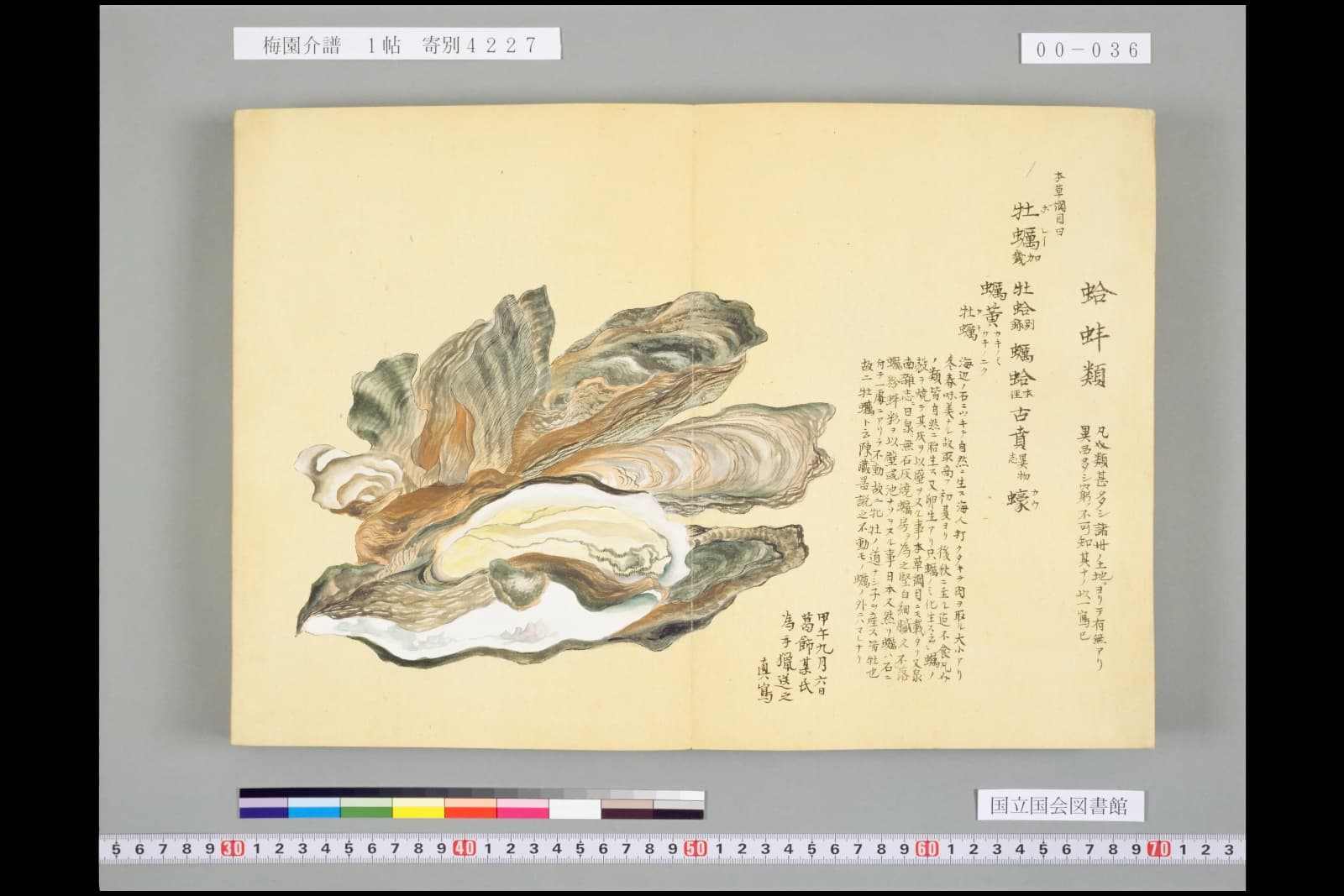 『梅園介譜』1帖のカキの彩色図。殻付きの重なりと、剥き身が一緒に描かれている