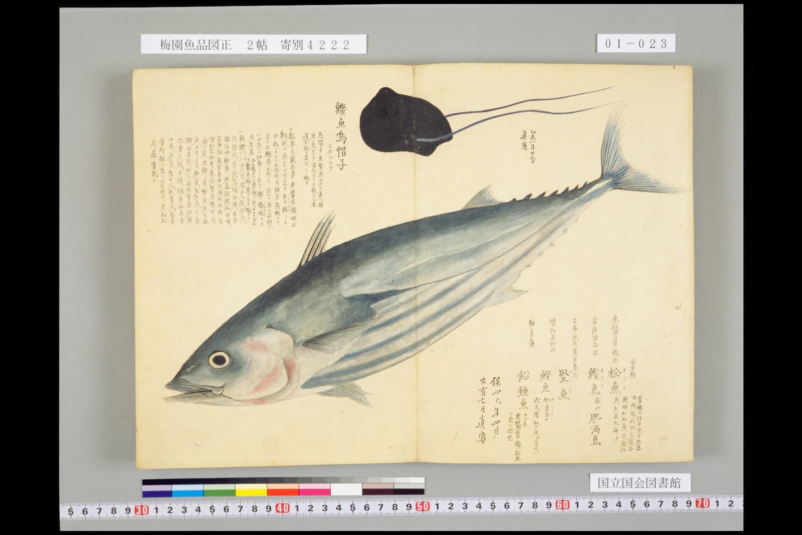 『梅園魚品図正』2帖に描かれたカツオ(NDL PID:1287112 コマ23)