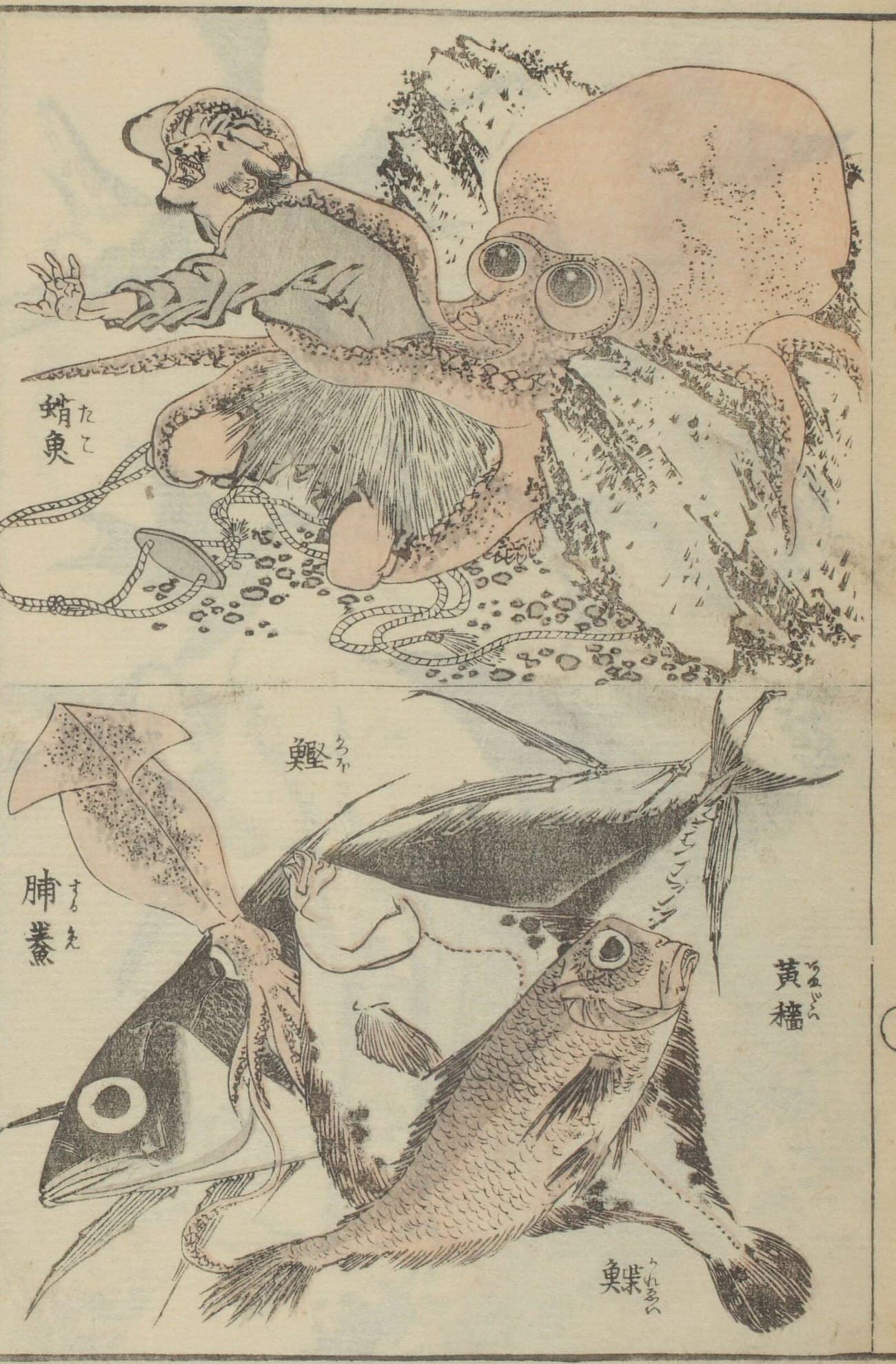 『北齋畫鑑』に描かれたカツオ(国文学研究資料館蔵)