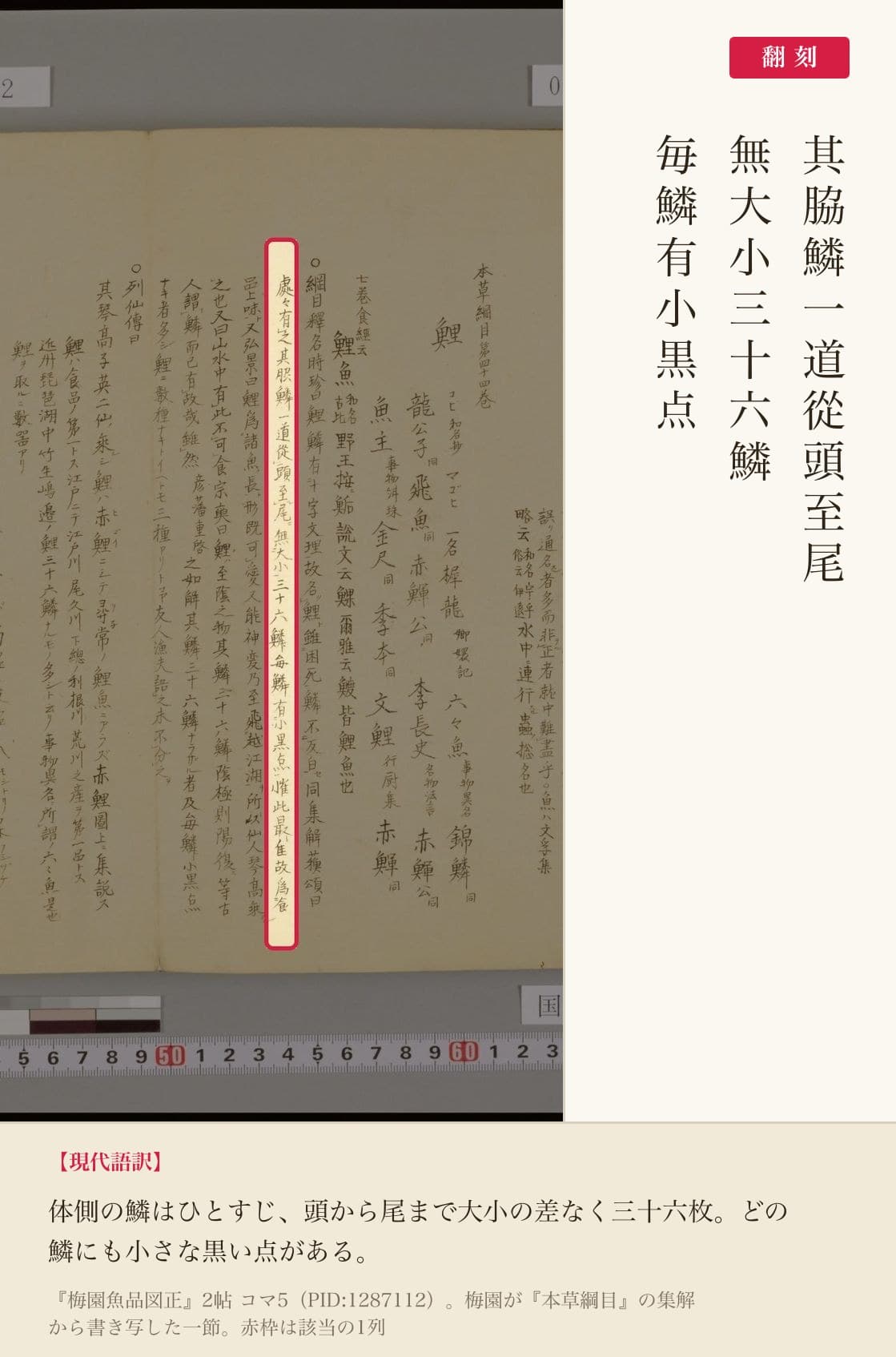 『梅園魚品図正』2帖コマ5、三十六鱗の記述の赤枠注釈と翻刻