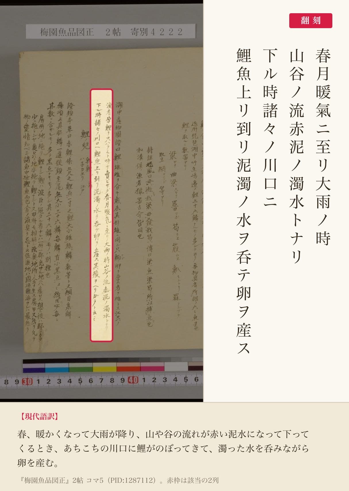『梅園魚品図正』2帖コマ5、コイの産卵に関する記述の赤枠注釈と翻刻