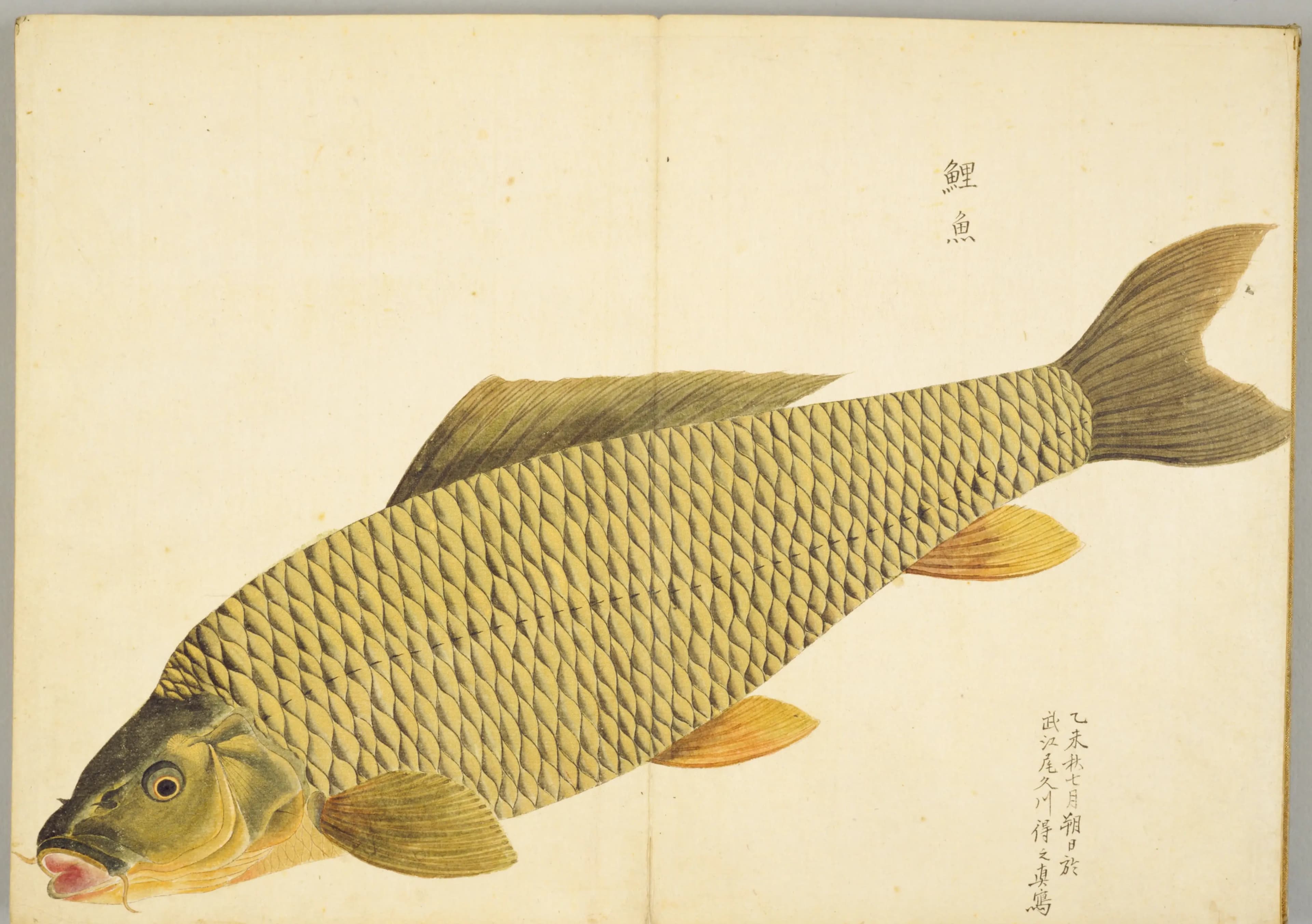 『梅園魚品図正』2帖のコイの写生図(NDL PID:1287112 コマ6)