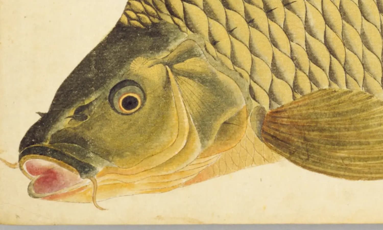 『梅園魚品図正』のコイ図・頭部の拡大(NDL PID:1287112 コマ6)