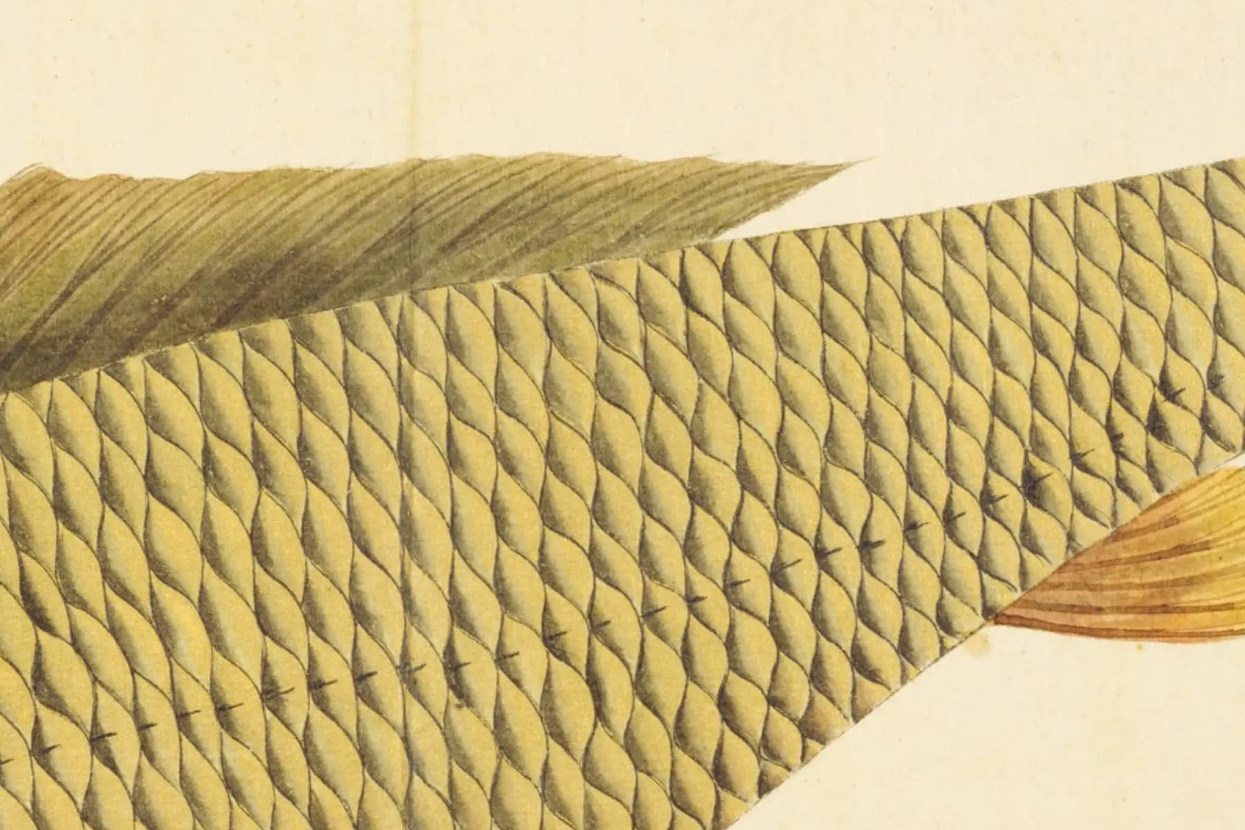 『梅園魚品図正』のコイ図・体側の鱗の拡大(NDL PID:1287112 コマ6)
