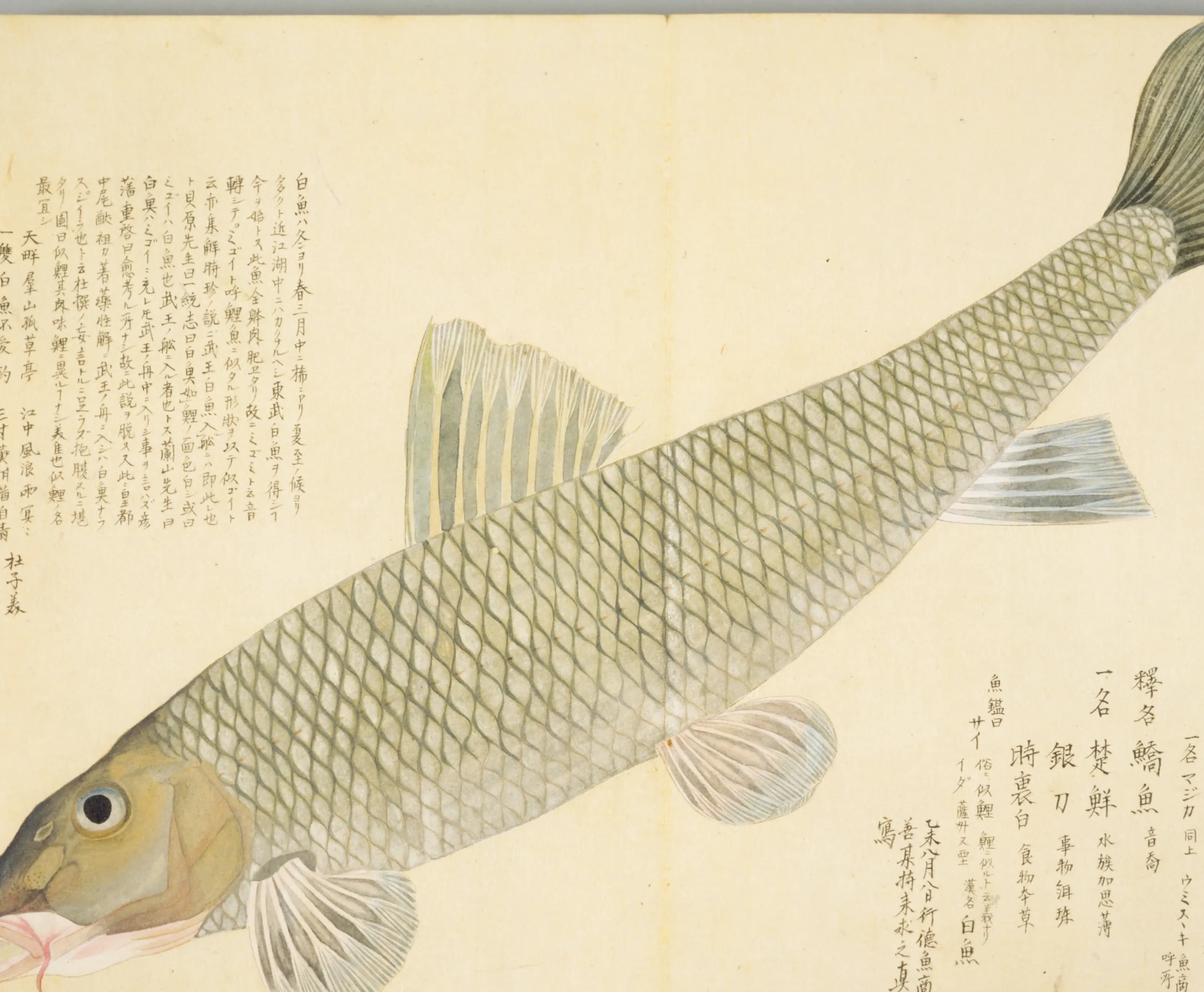 『梅園魚品図正』3帖コマ34「白魚(ハクギヨ)」の図(NDL PID:1287113 コマ34)