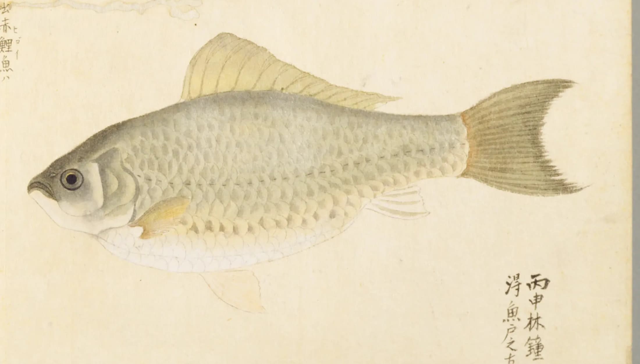 『梅園魚品図正』3帖コマ54に描かれた「鯽魚(フナ/マブナ)」