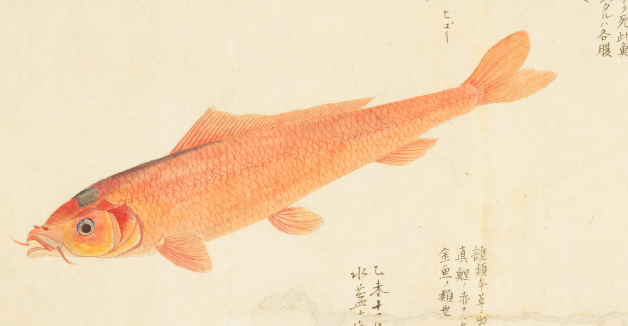 『梅園魚品図正』3帖の「金鯉(ヒゴイ)」の図(NDL PID:1287113 コマ54)