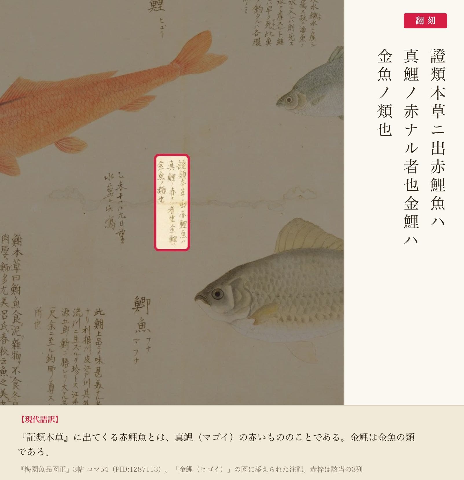 『梅園魚品図正』3帖コマ54、金鯉の注記の赤枠注釈と翻刻
