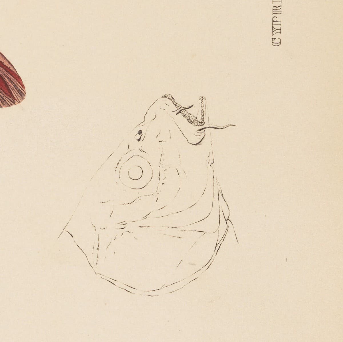『日本動物誌』魚類編 第96図に添えられた頭部の線画(部分拡大)