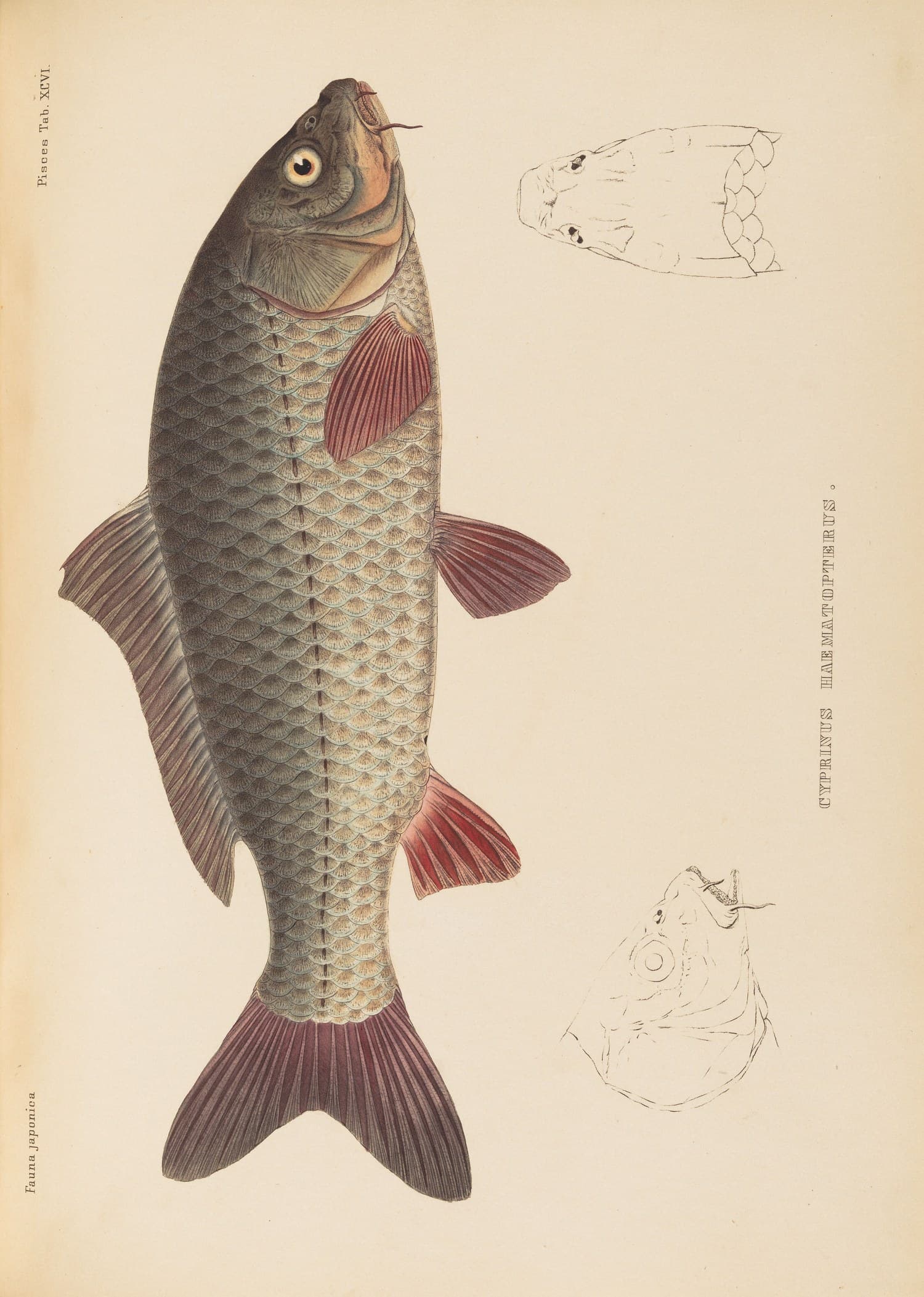 『日本動物誌』魚類編 第96図(Fauna japonica, Pisces, Tab. XCVI)
