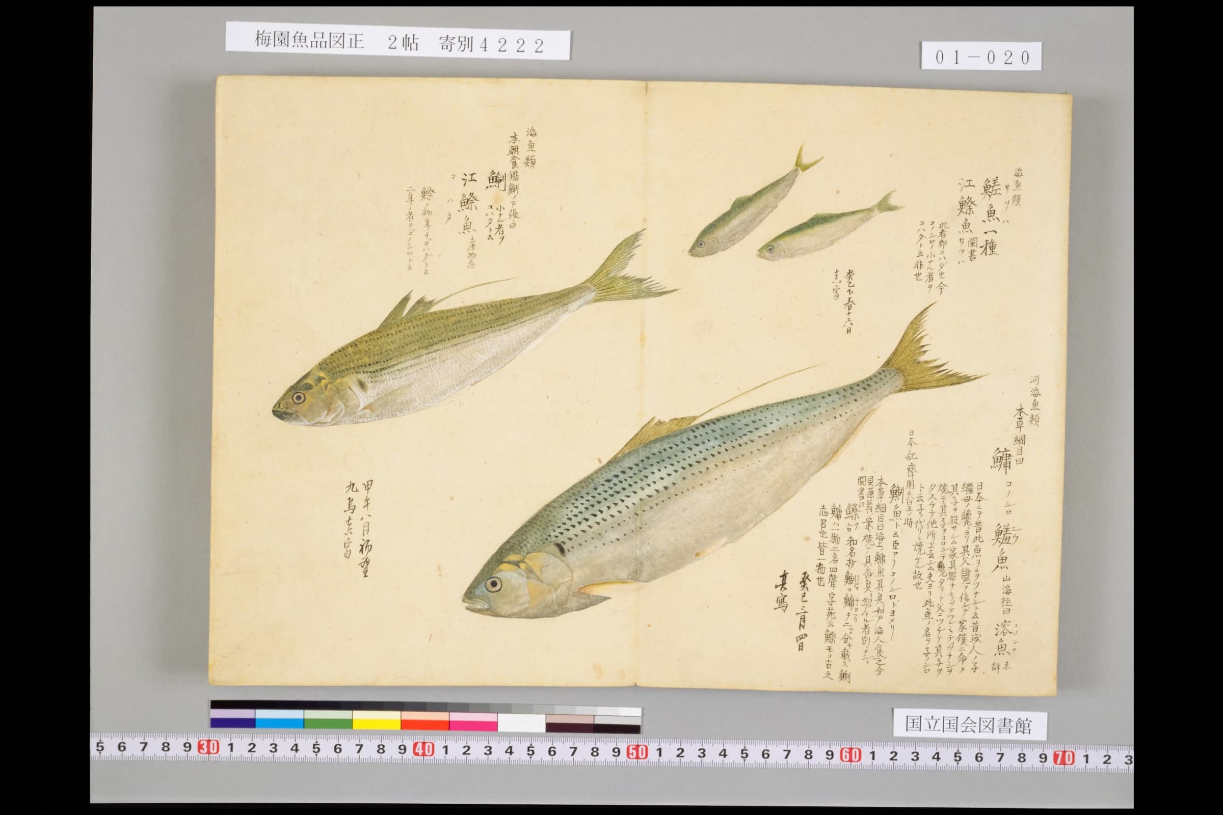 『梅園魚品図正』2帖に描かれたコノシロ。大小あわせて四尾が一枚に並ぶ