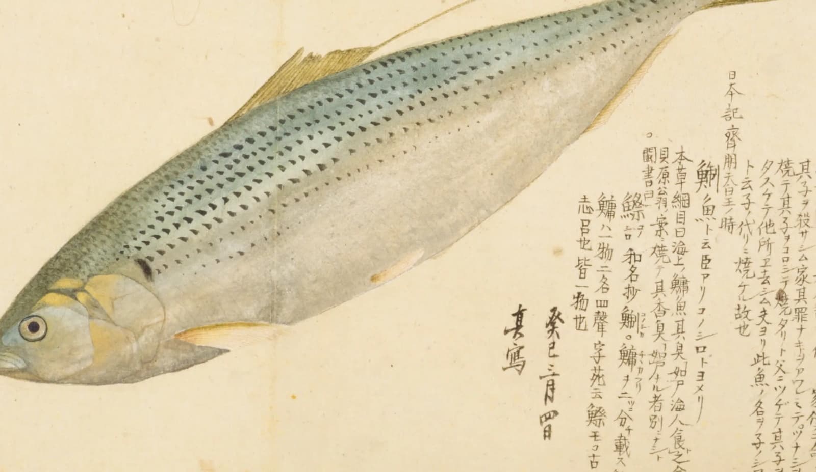 『梅園魚品図正』に描かれたコノシロの彩色図。銀色の体に点列が並ぶ