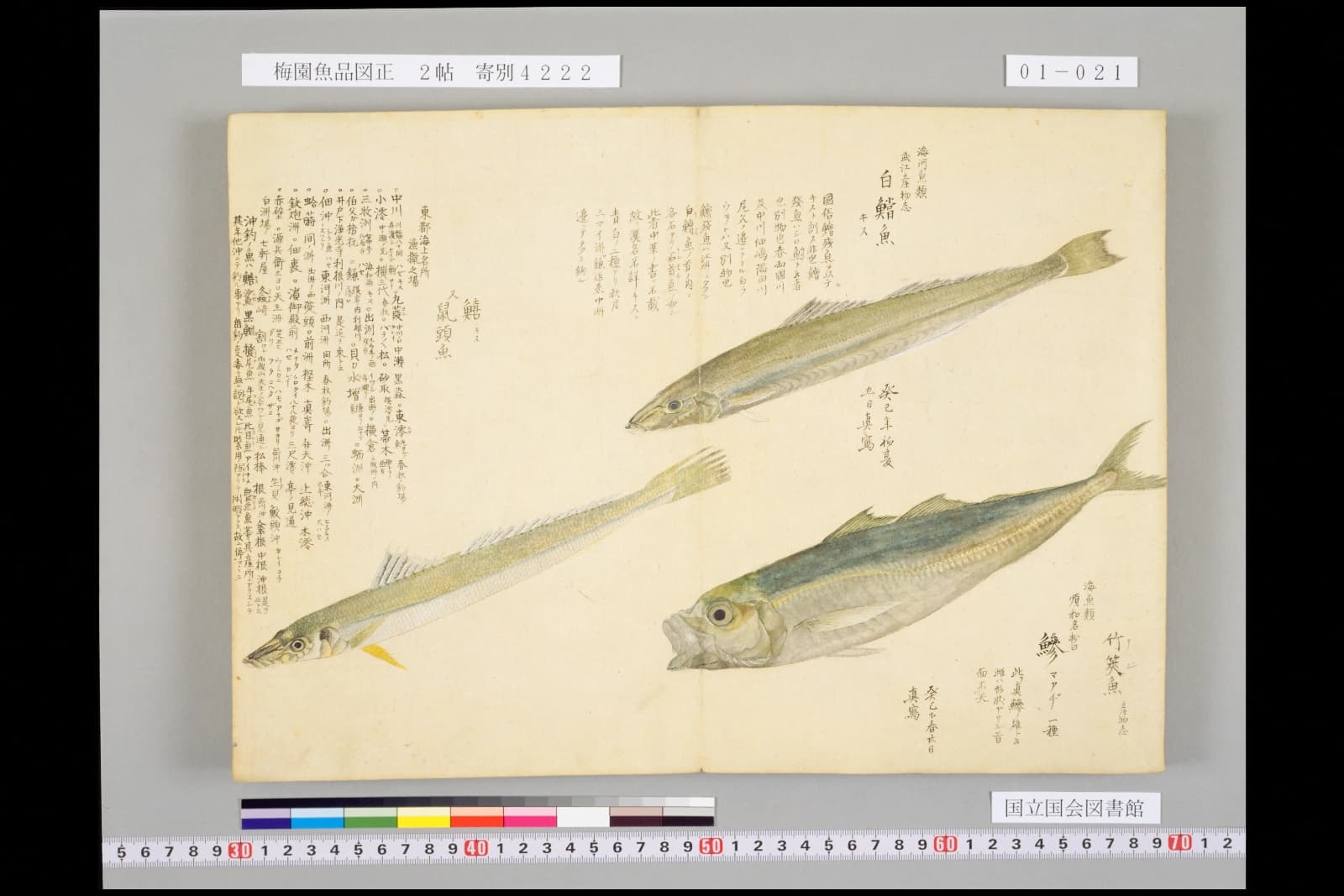 梅園魚品図正 マアジの彩色図