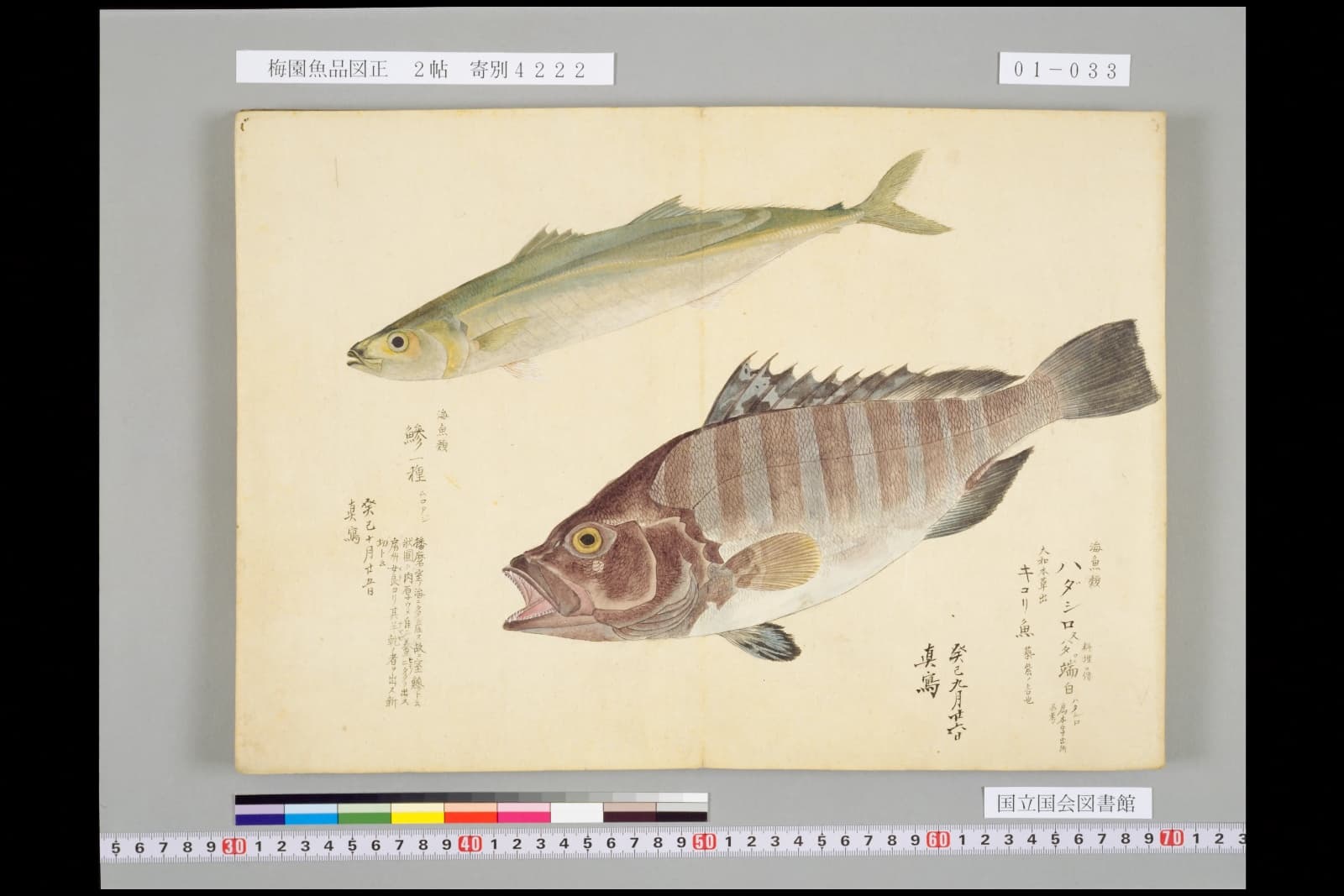 梅園魚品図正 ムロアジの図と室鰺の語源