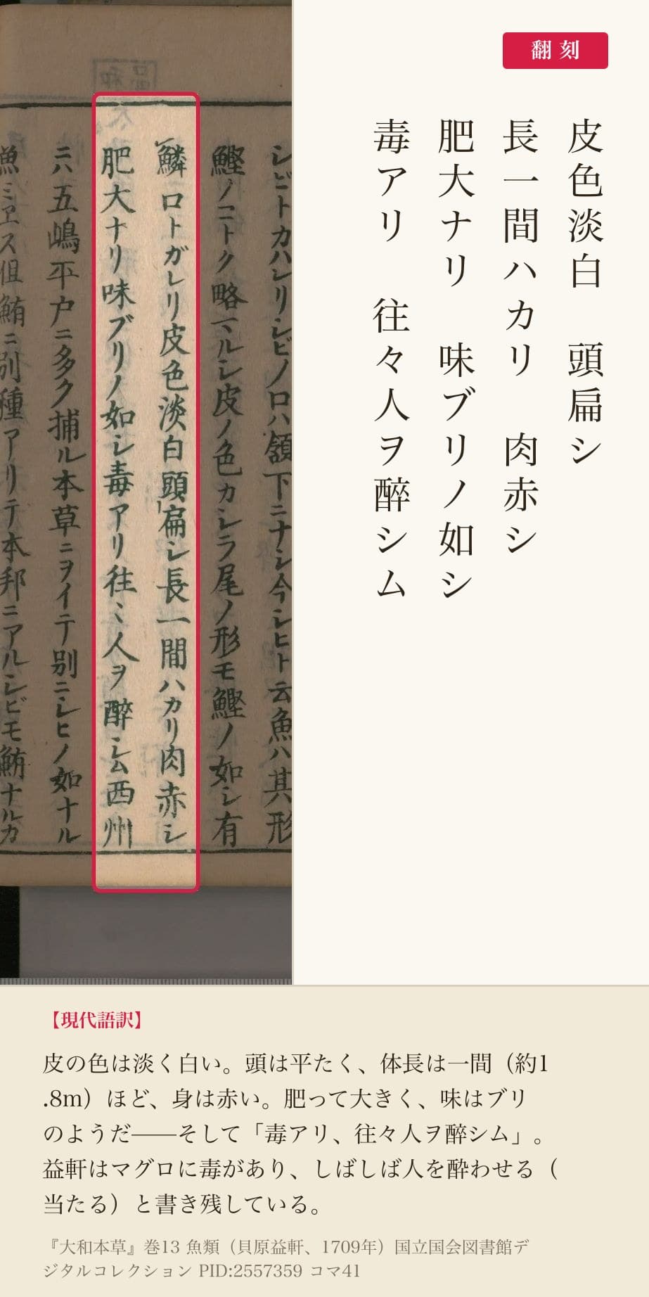 『大和本草』マグロの記述の赤枠注釈と翻刻(PID2557359 コマ41)