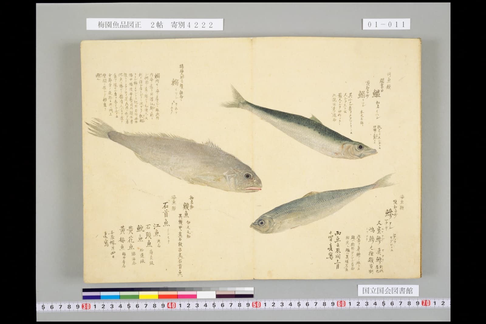 梅園魚品図正 コマ11 イワシ・アジ・石首魚などの見開き