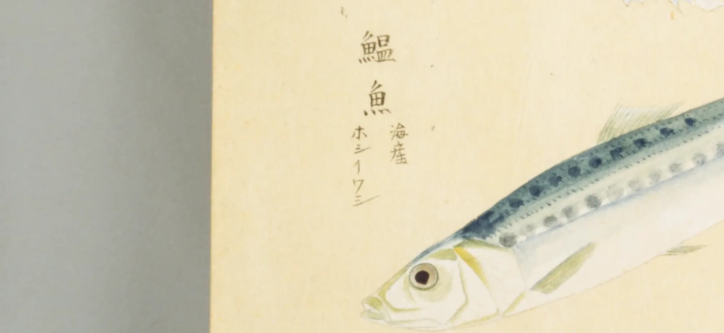 梅園魚品図正「鰮魚 ホシイワシ」クローズアップ