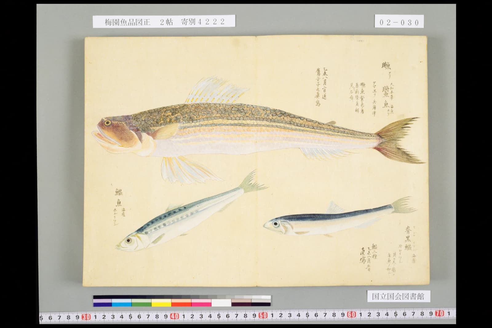 梅園魚品図正 鰮(イワシ)の彩色図