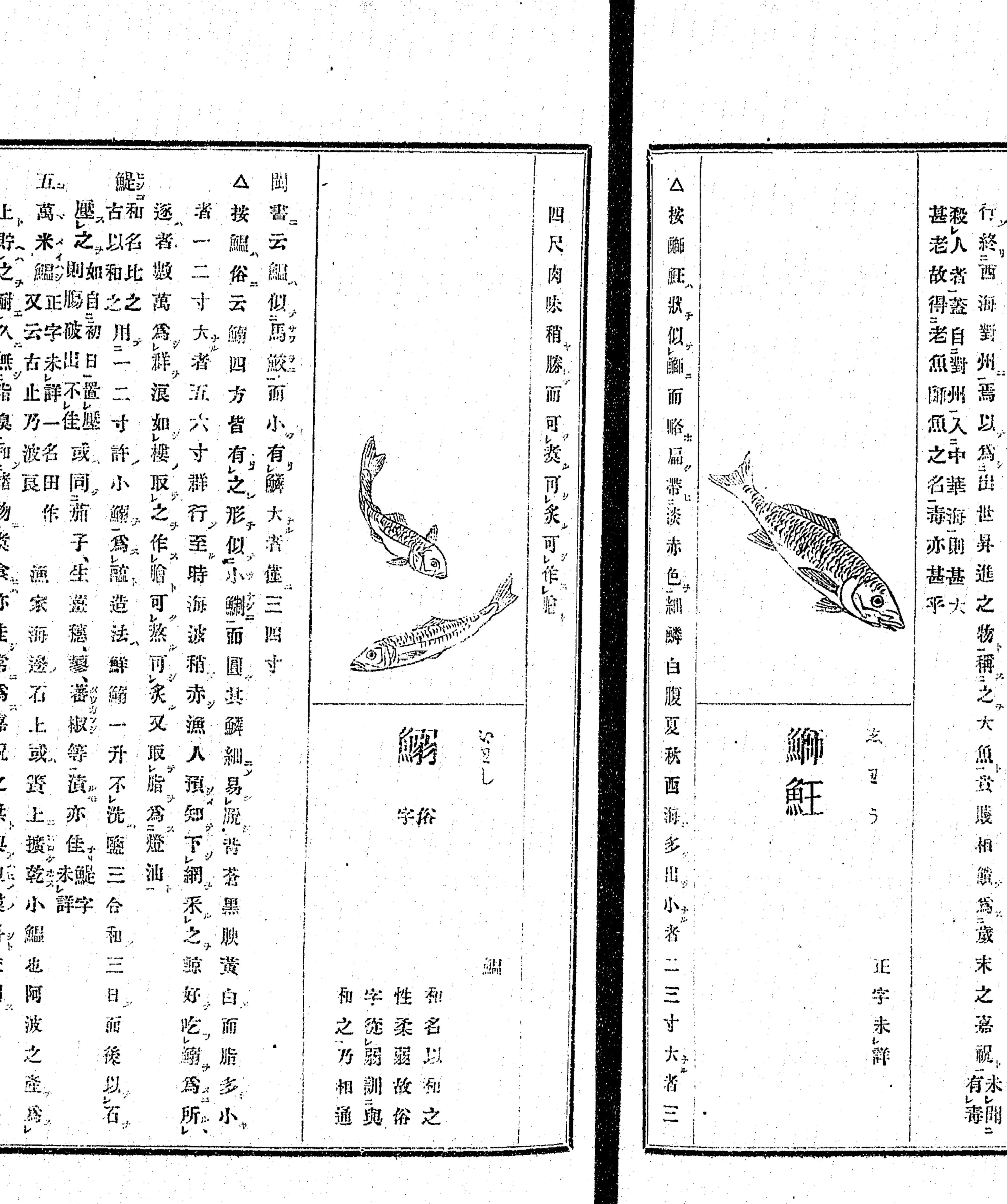 『和漢三才図会』巻49 鰯の項 クローズアップ(PID 898161 コマ205 中央)