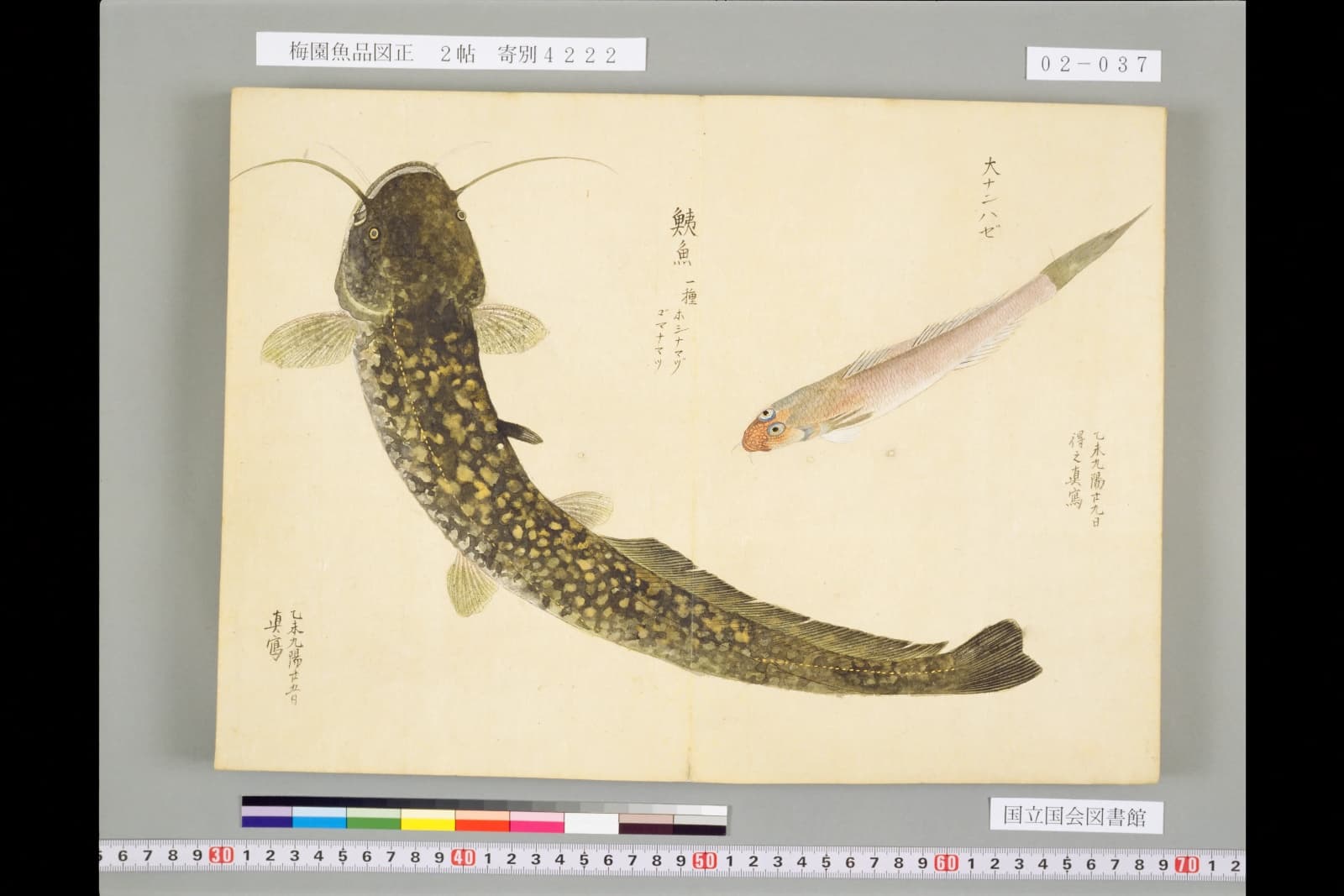 『梅園魚品図正』二帖に描かれたゴマナマズ。題字に「鯷魚 一種 ホシナマヅ ゴマナマツ」とある