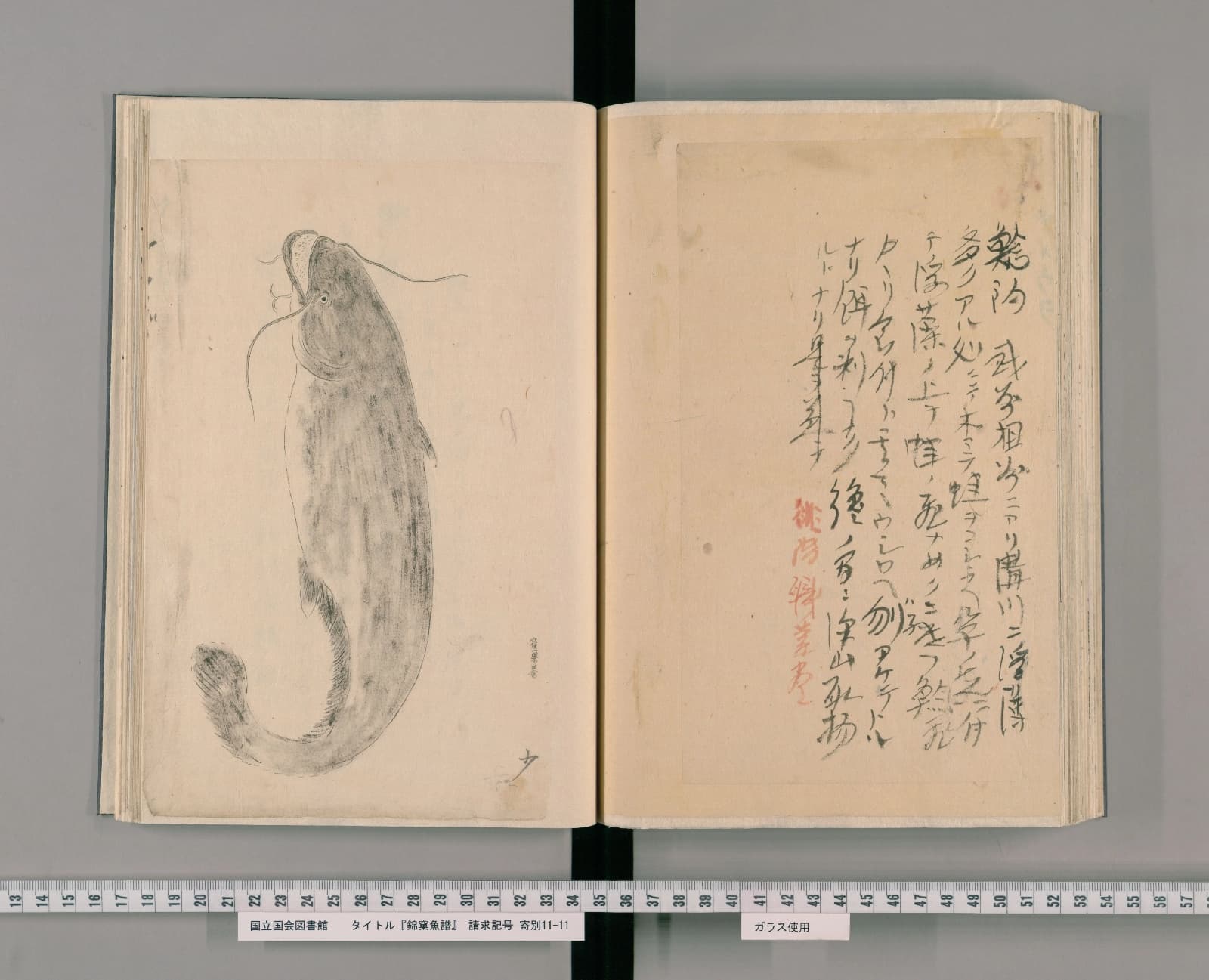 『錦窠魚譜』に収められたナマズの図と、右ページの書き入れ