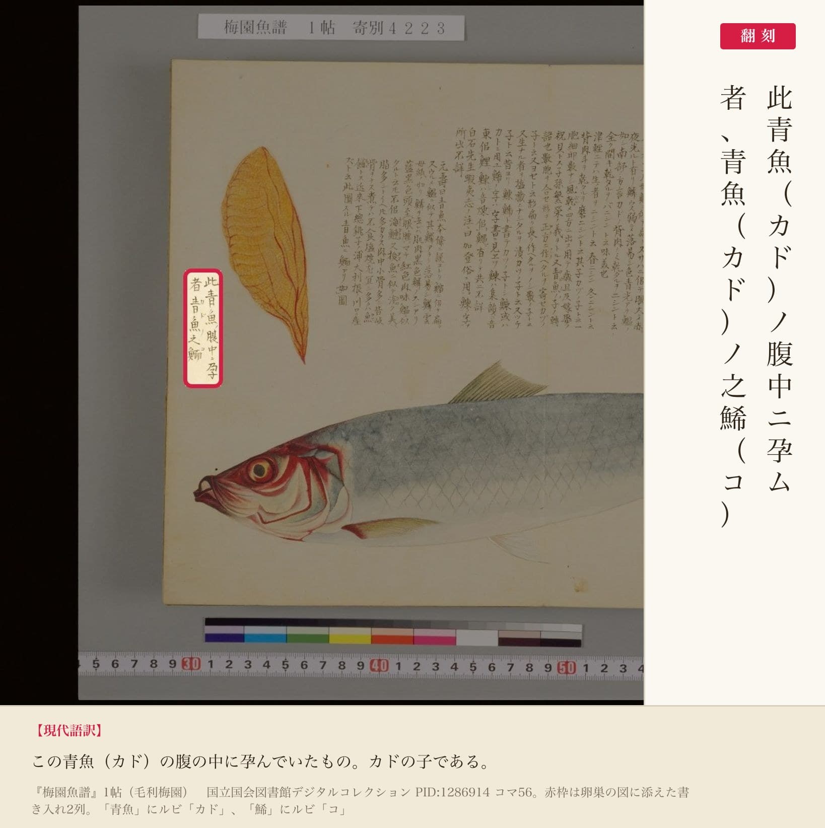 『梅園魚譜』のニシン図で、卵巣に添えられた書き入れ2列と翻刻