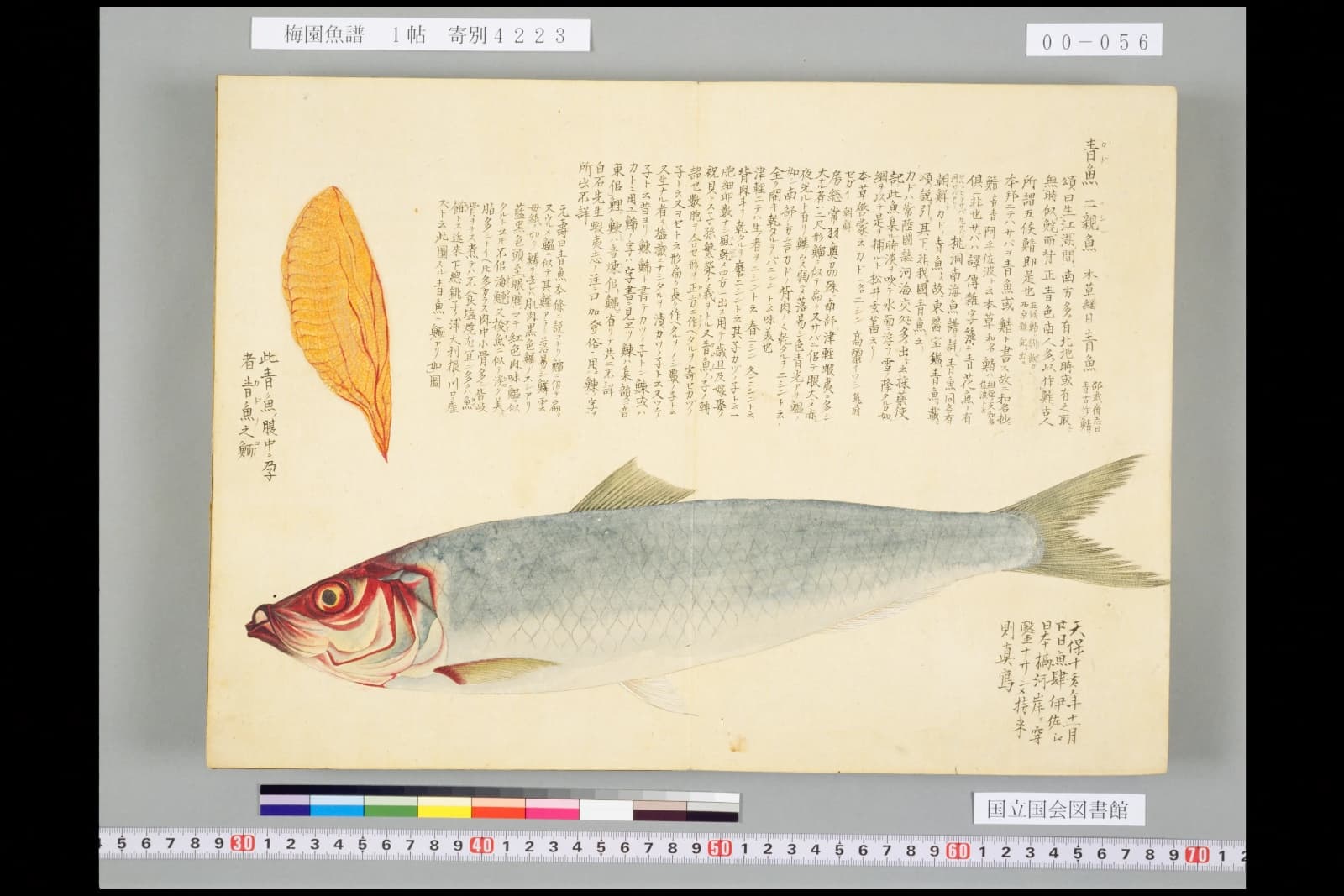 『梅園魚譜』1帖コマ56。ニシンの彩色図と、左上に橙色の卵巣
