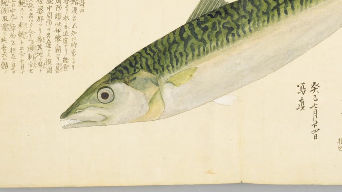 『梅園魚品図正』コマ31 サバの彩色図(部分)