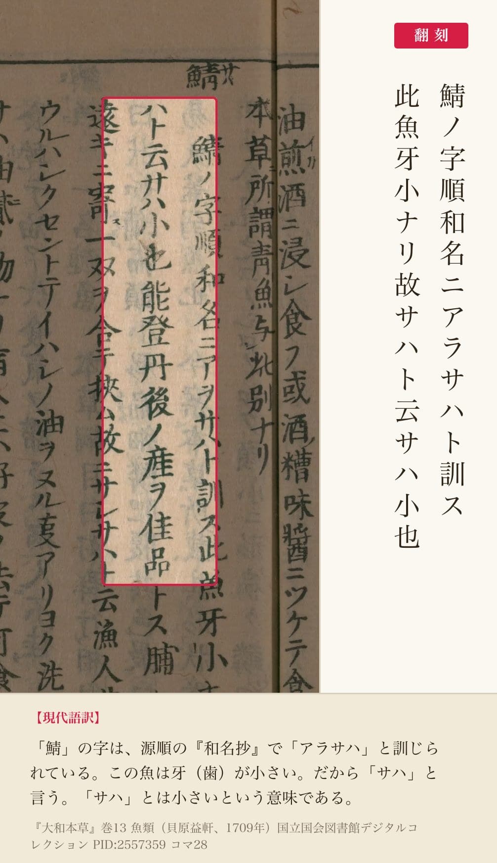 『大和本草』鯖の項「此魚牙小ナリ故サハト云サハ小也」の赤枠注釈と翻刻(PID 2557359 コマ28)