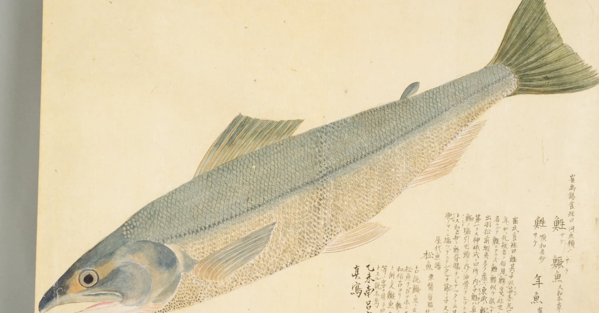 『梅園魚品図正』2帖コマ35 に描かれたサケ