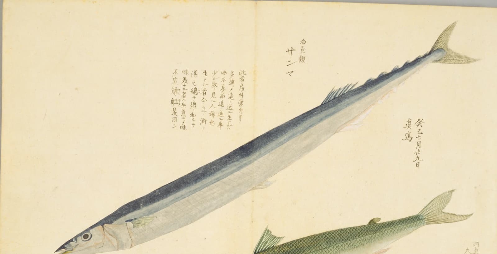 『梅園魚品図正』に描かれたサンマの彩色図。右上に「海魚類 サンマ」とある