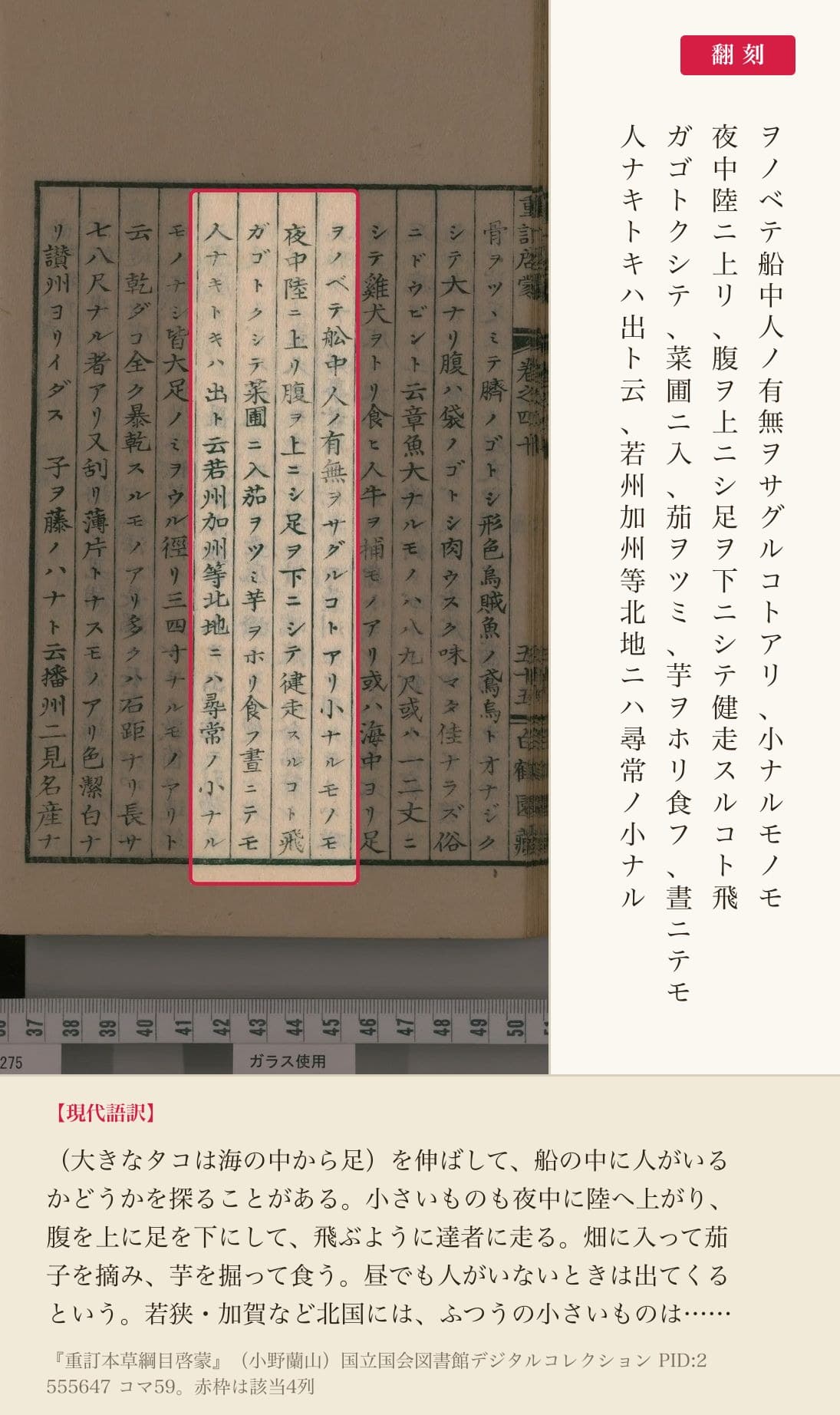 『重訂本草綱目啓蒙』章魚の項、タコが陸に上がるという記述と翻刻