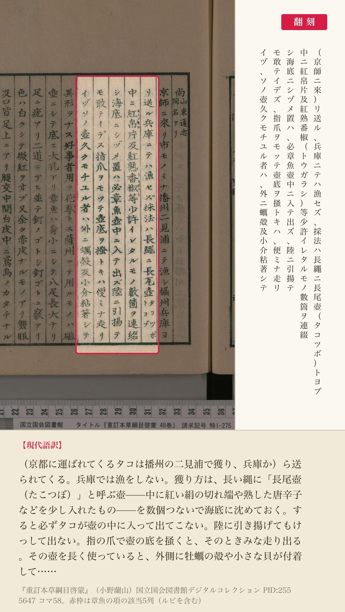 『重訂本草綱目啓蒙』章魚の項、蛸壺漁の手順を記した箇所と翻刻