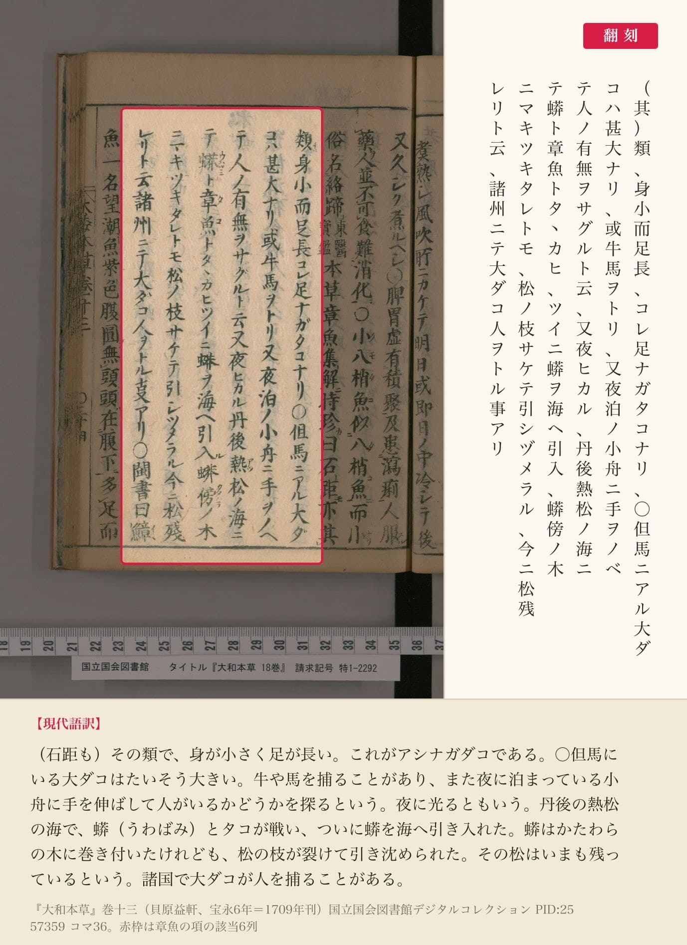 『大和本草』巻十三、章魚の項の該当箇所と翻刻