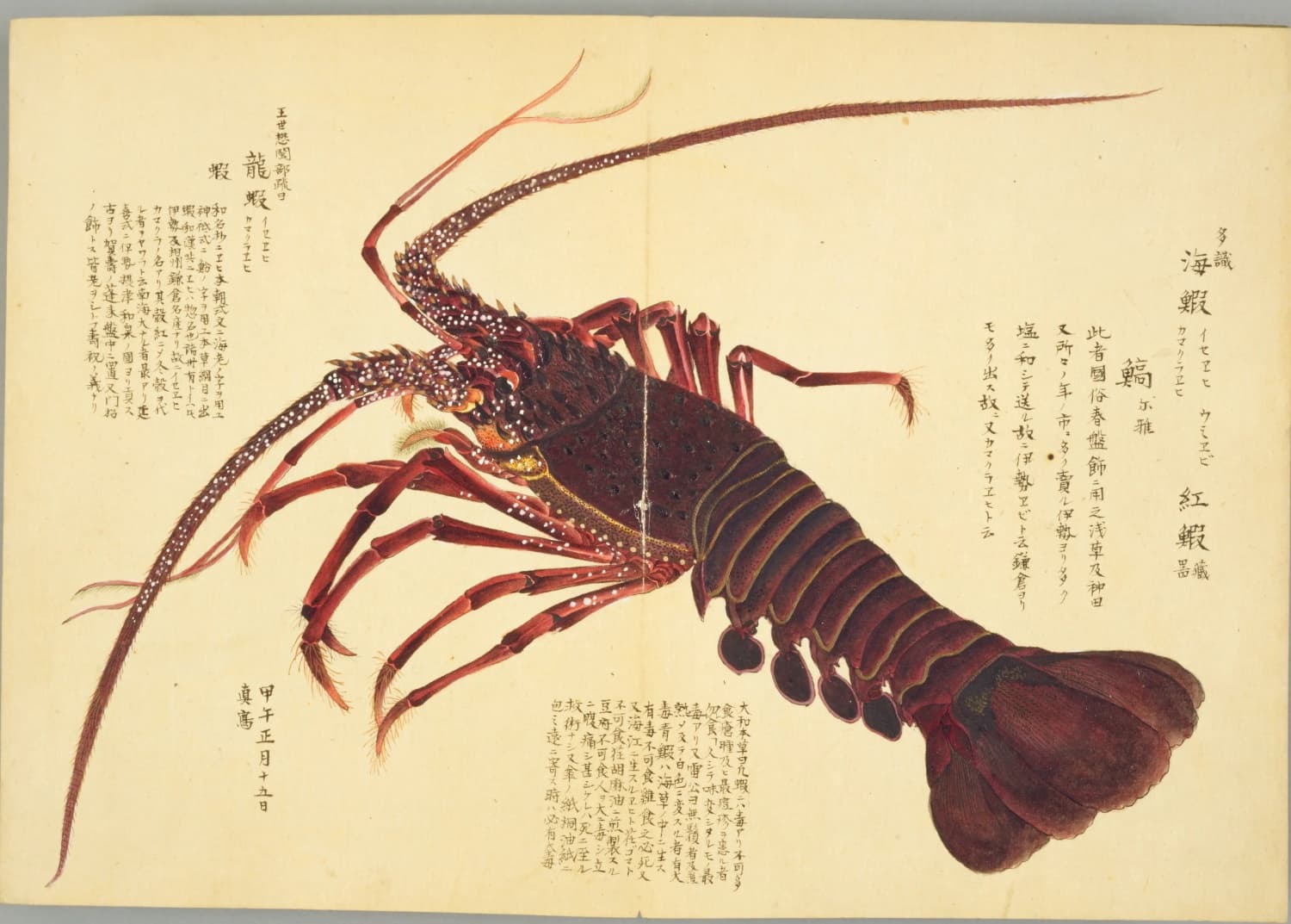 『梅園介譜』1帖コマ11に描かれたイセエビ(海鰕)