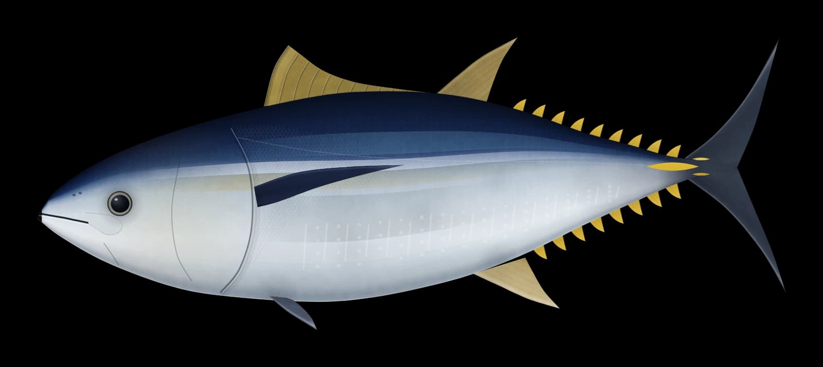 ミナミマグロの図(横から見た姿)