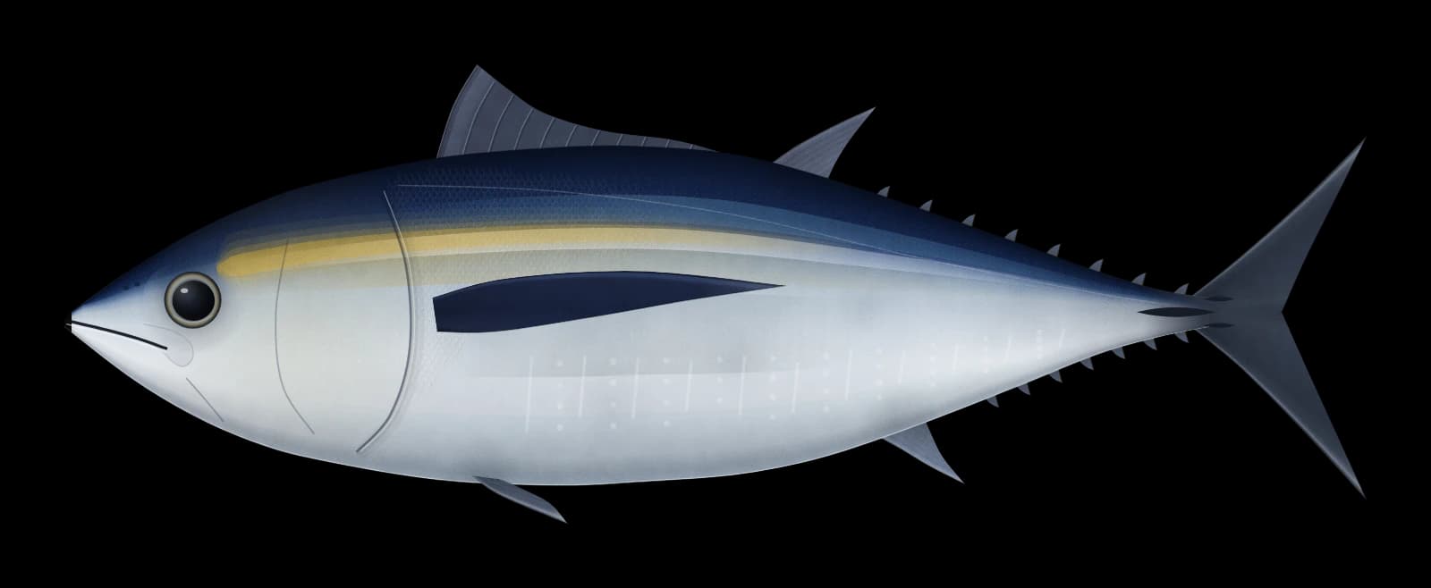 タイセイヨウマグロの図(横から見た姿)