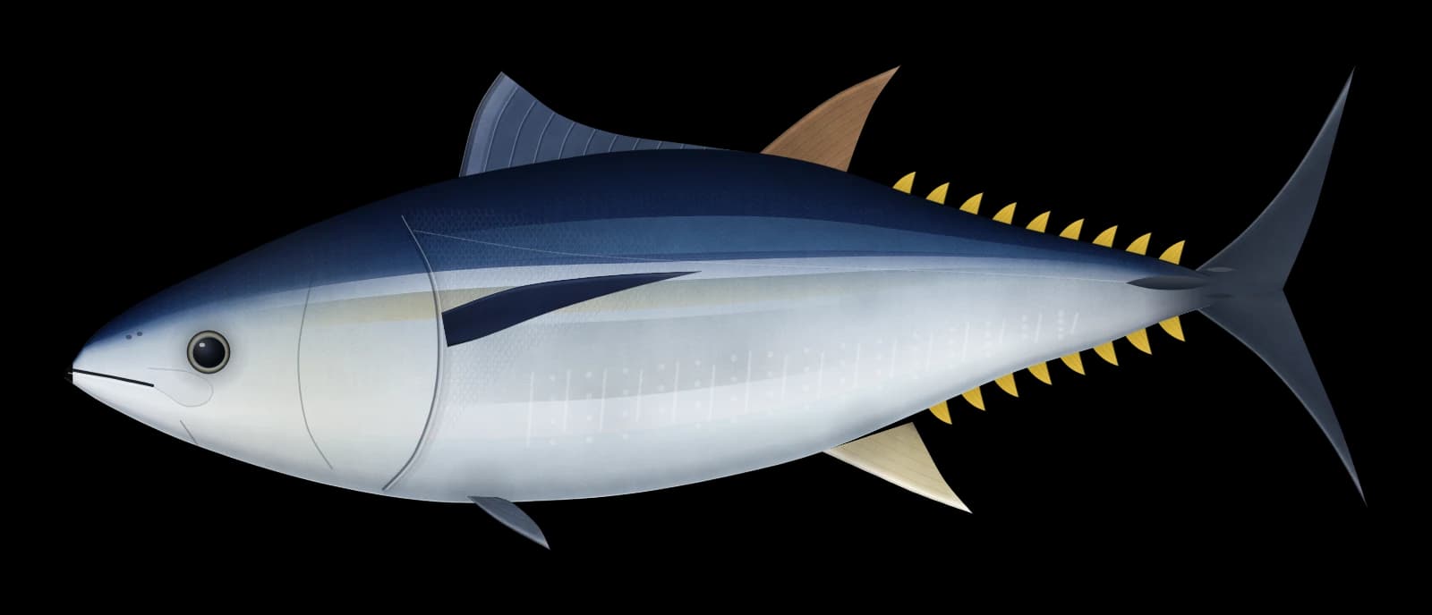 タイセイヨウクロマグロの図(横から見た姿)
