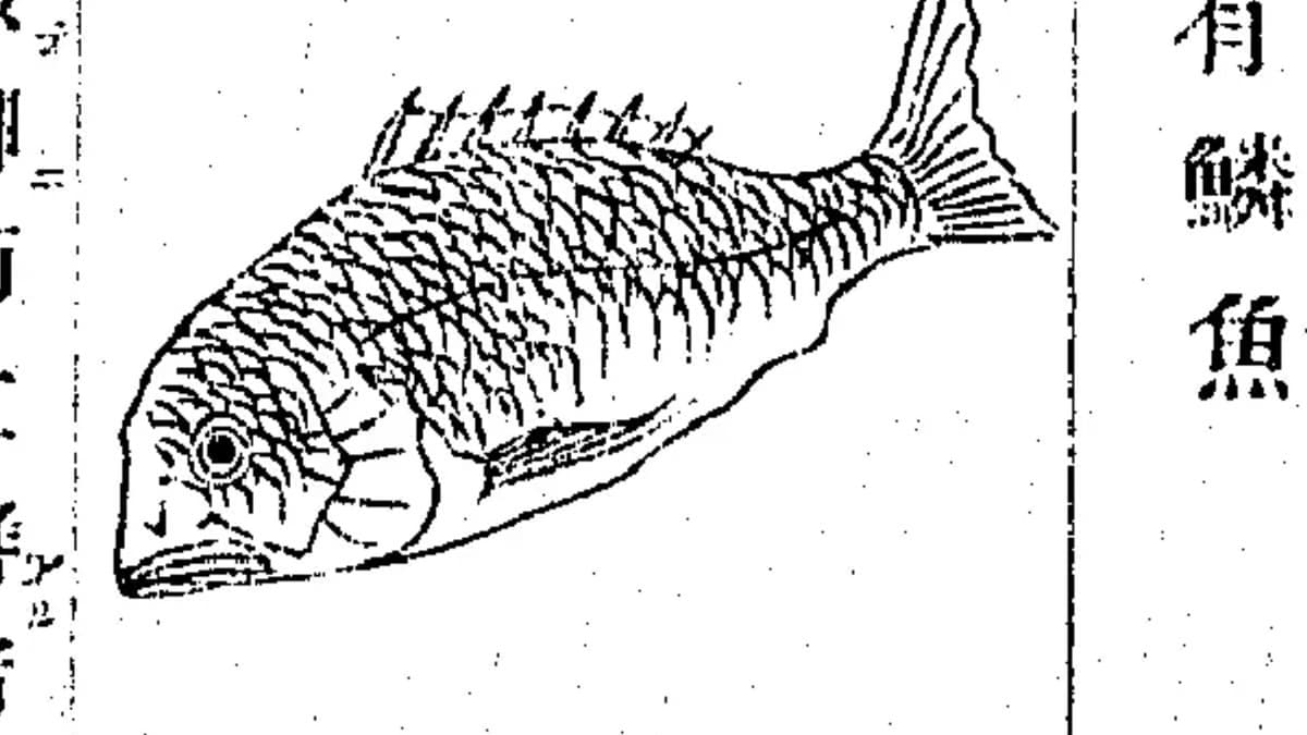 鯛が「魚の王」と呼ばれた理由——江戸の辞典10冊すべてが筆頭に置いた