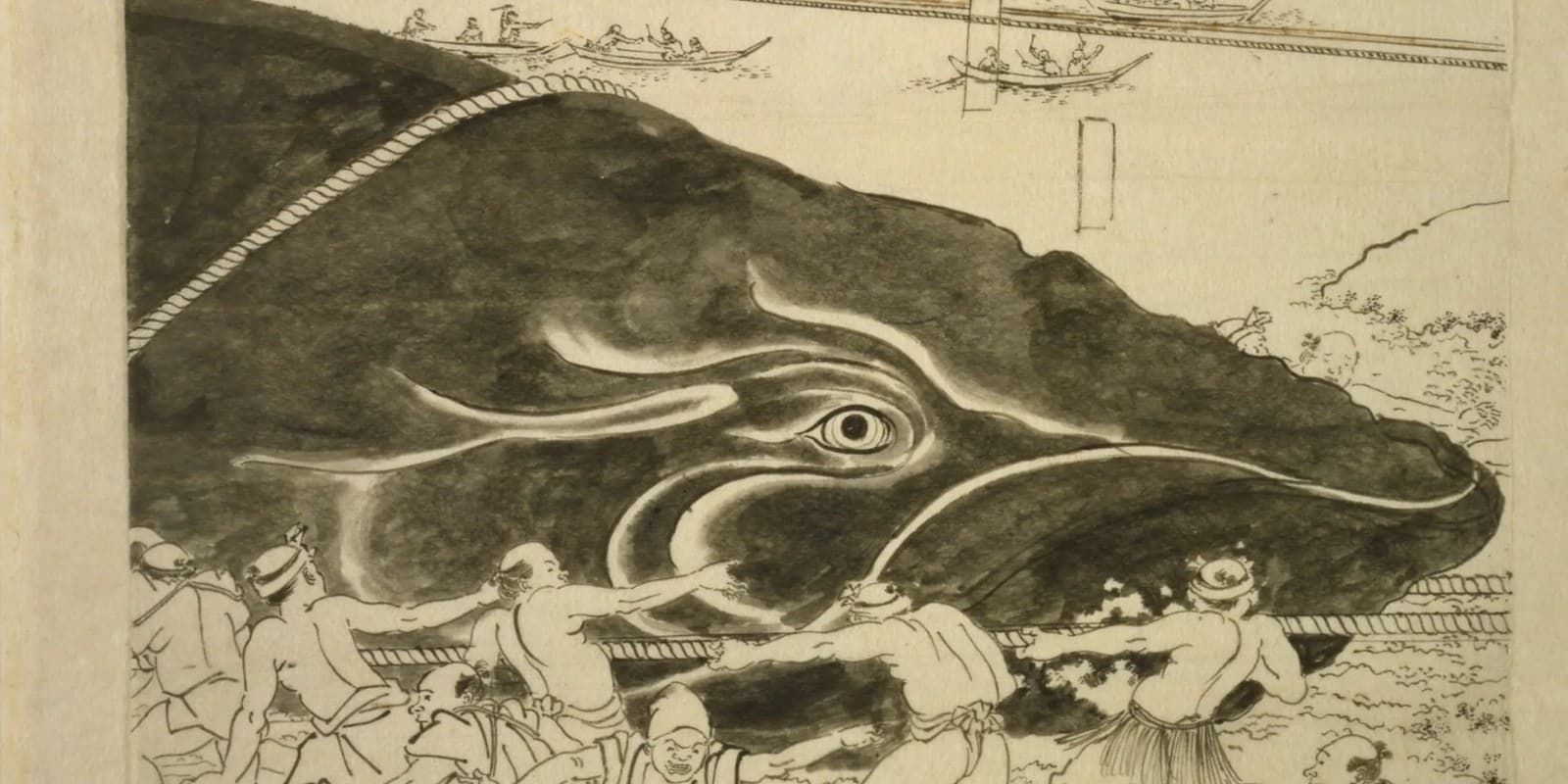 ザトウクジラの名前の由来は琵琶——元禄の本が書いた鯨組の定法