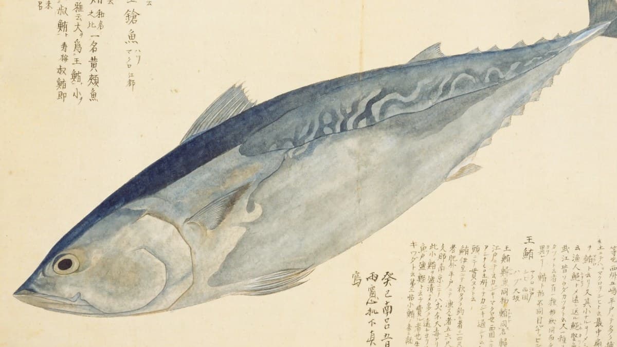 マグロは江戸で下魚あつかいだった——古文献9冊が9通りに書いた鮪