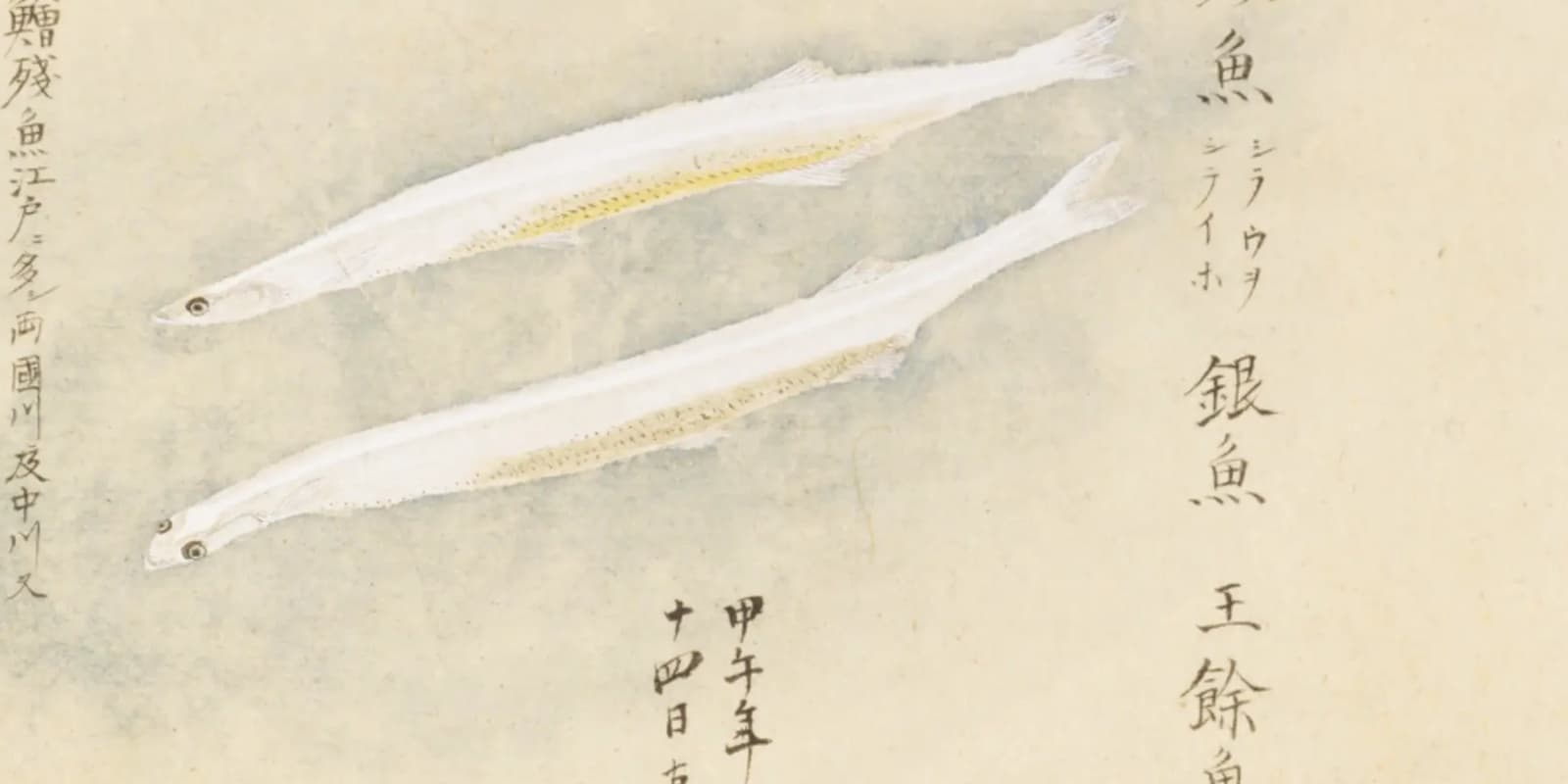 江戸の白魚は「蒔いた」魚だった——隅田川に種を埋めたという記録